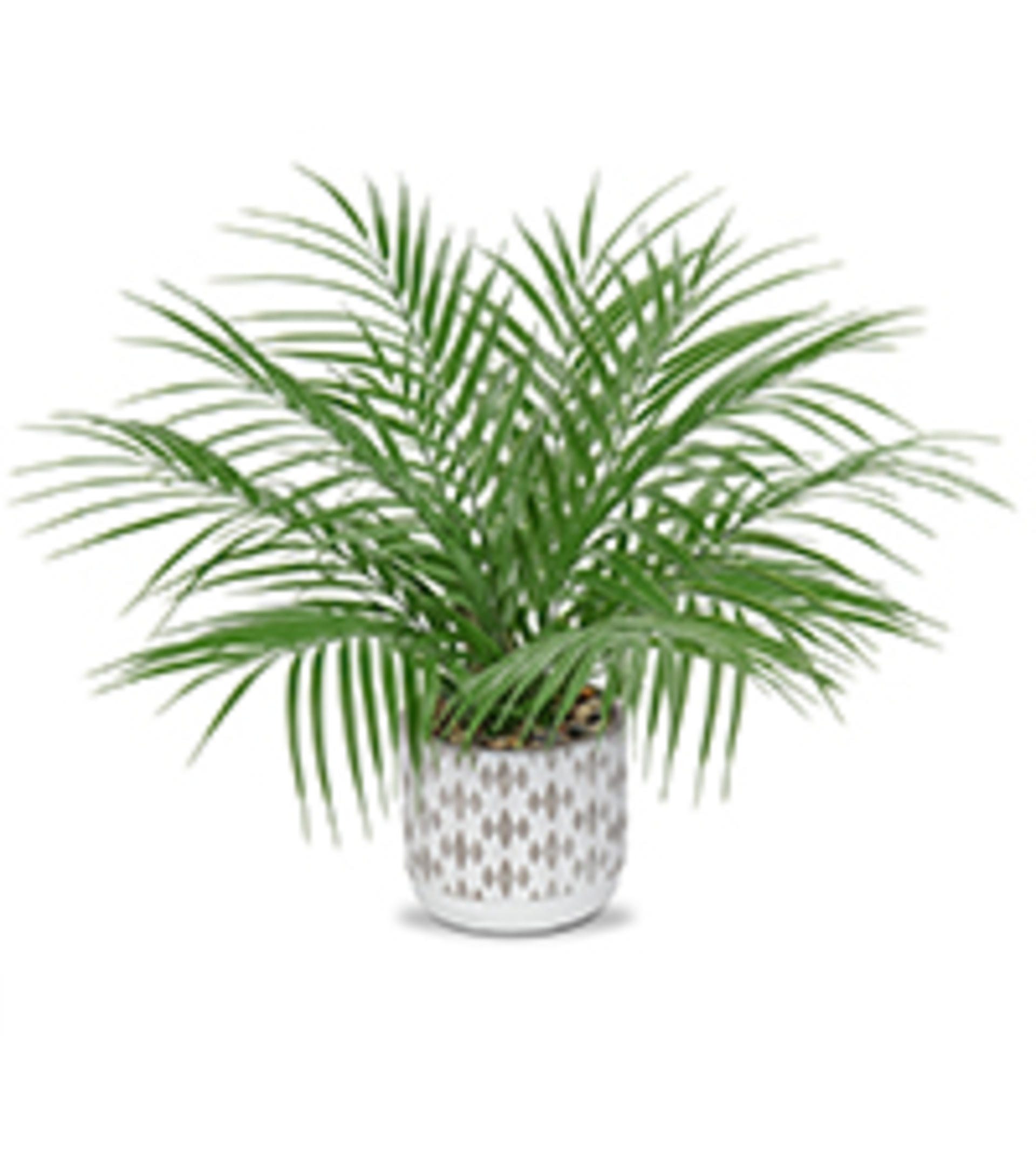 Large Artificial Agave Plant - 15" Faux Three-Head Succulent in Modern White Ceramic Pot detail 12