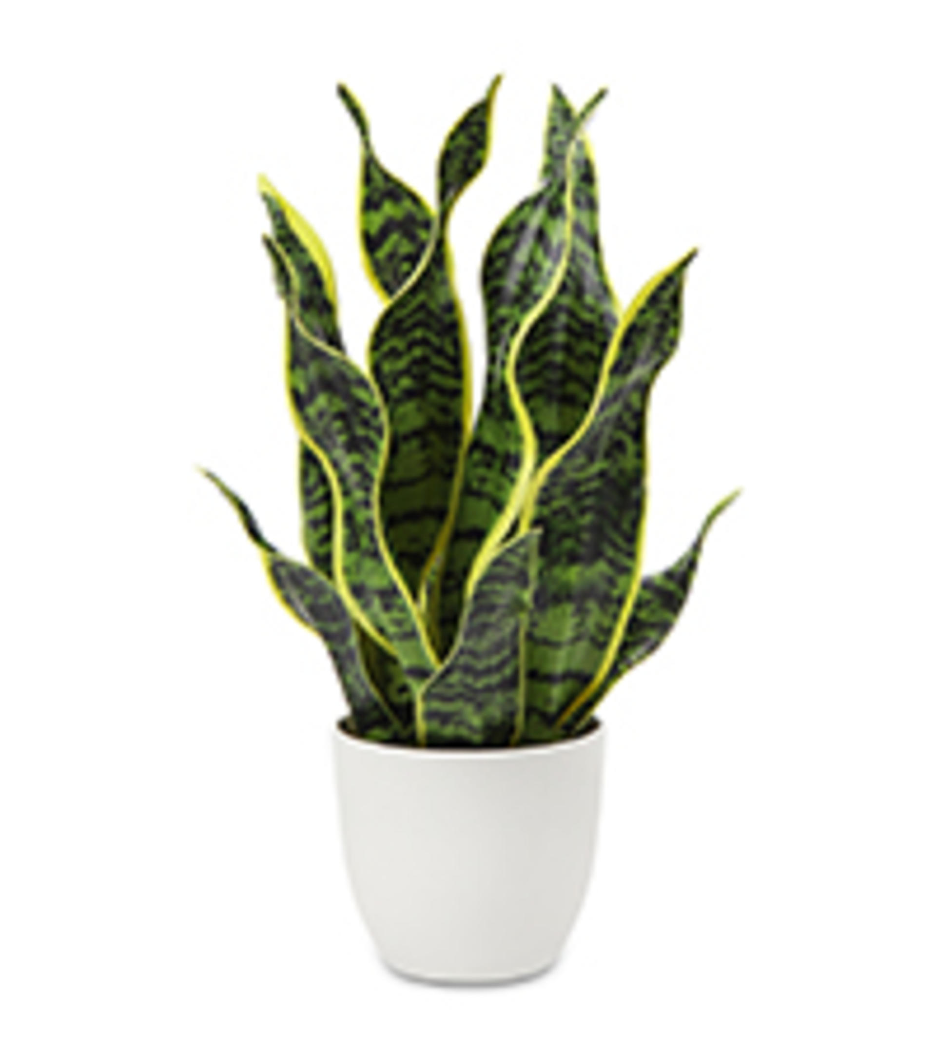 Large Artificial Agave Plant - 15" Faux Three-Head Succulent in Modern White Ceramic Pot detail 11