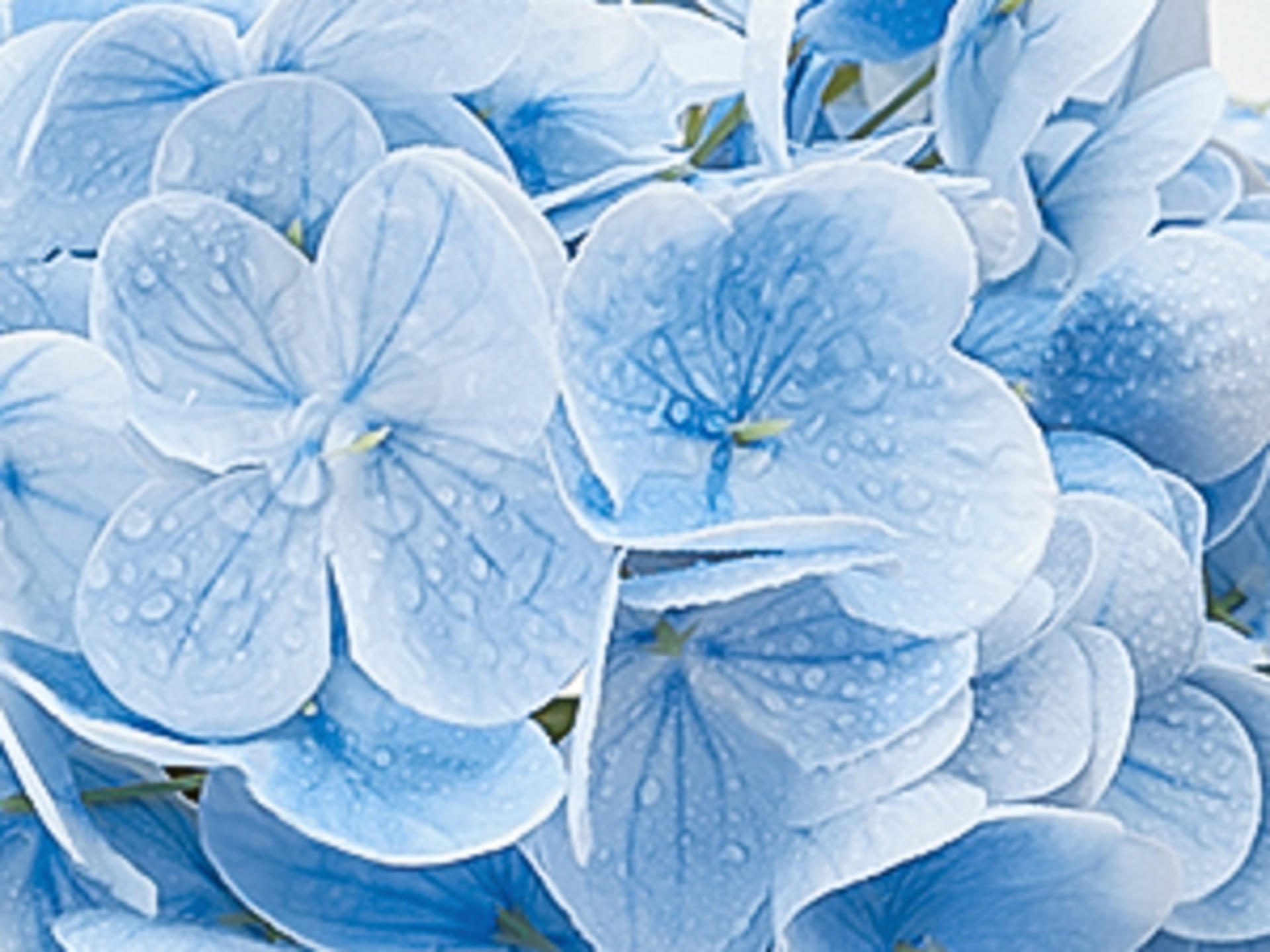 Real Touch Blue Hydrangea Artificial Flowers with 3D Butterflies, 21" Faux Latex Hydrangeas, 4 Pcs detail 5