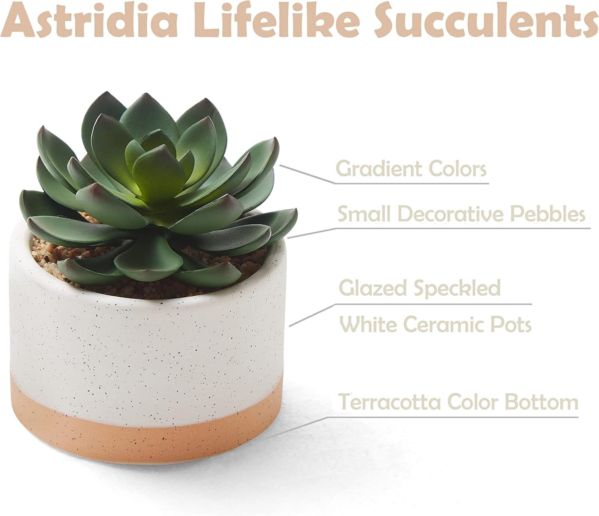 Set of 3 Artificial Succulent Plants in Ceramic Pots - Lifelike Faux Cactus for Home and Office Decor - 3