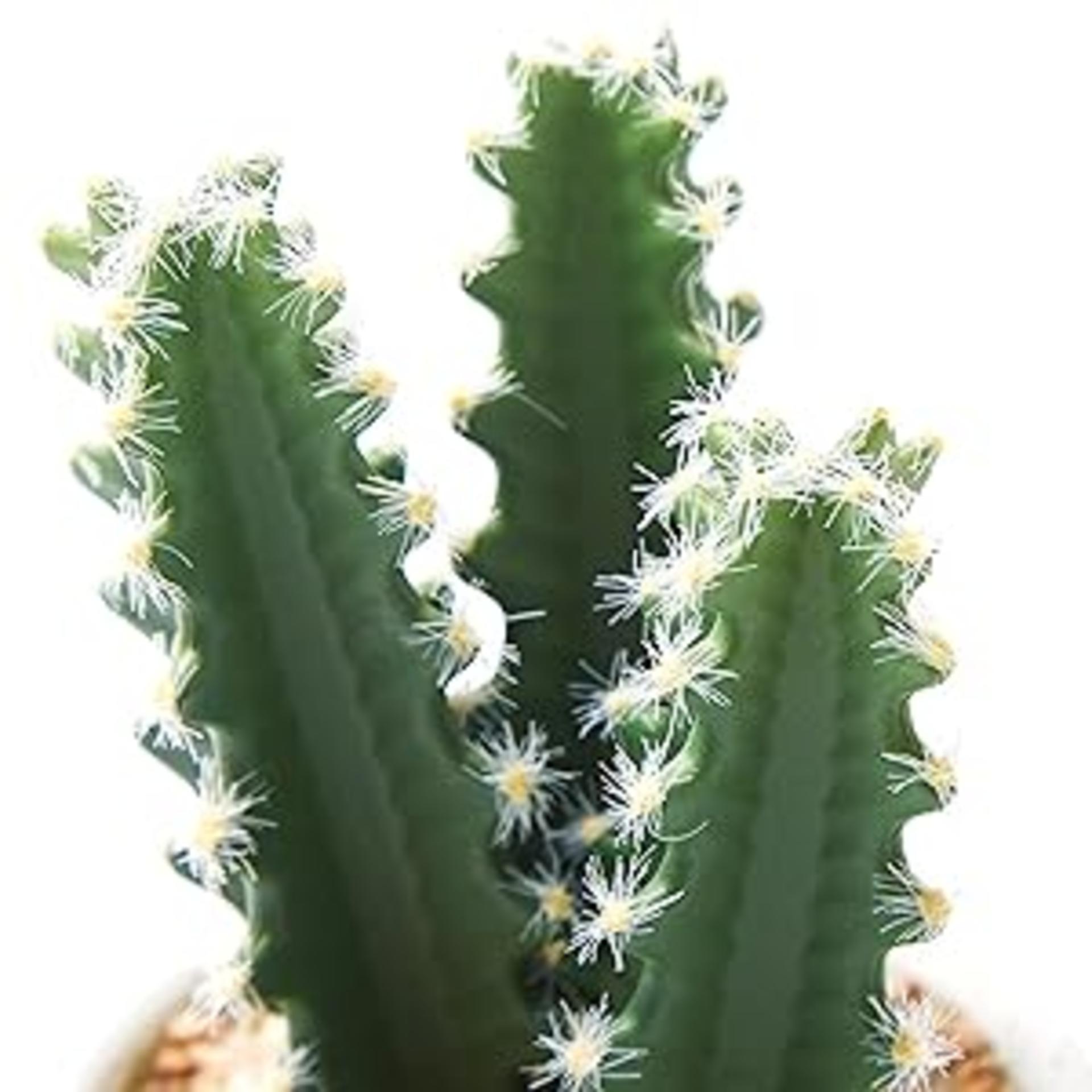 Set of 3 Artificial Succulent Plants in Ceramic Pots - Lifelike Faux Cactus for Home and Office Decor detail 2