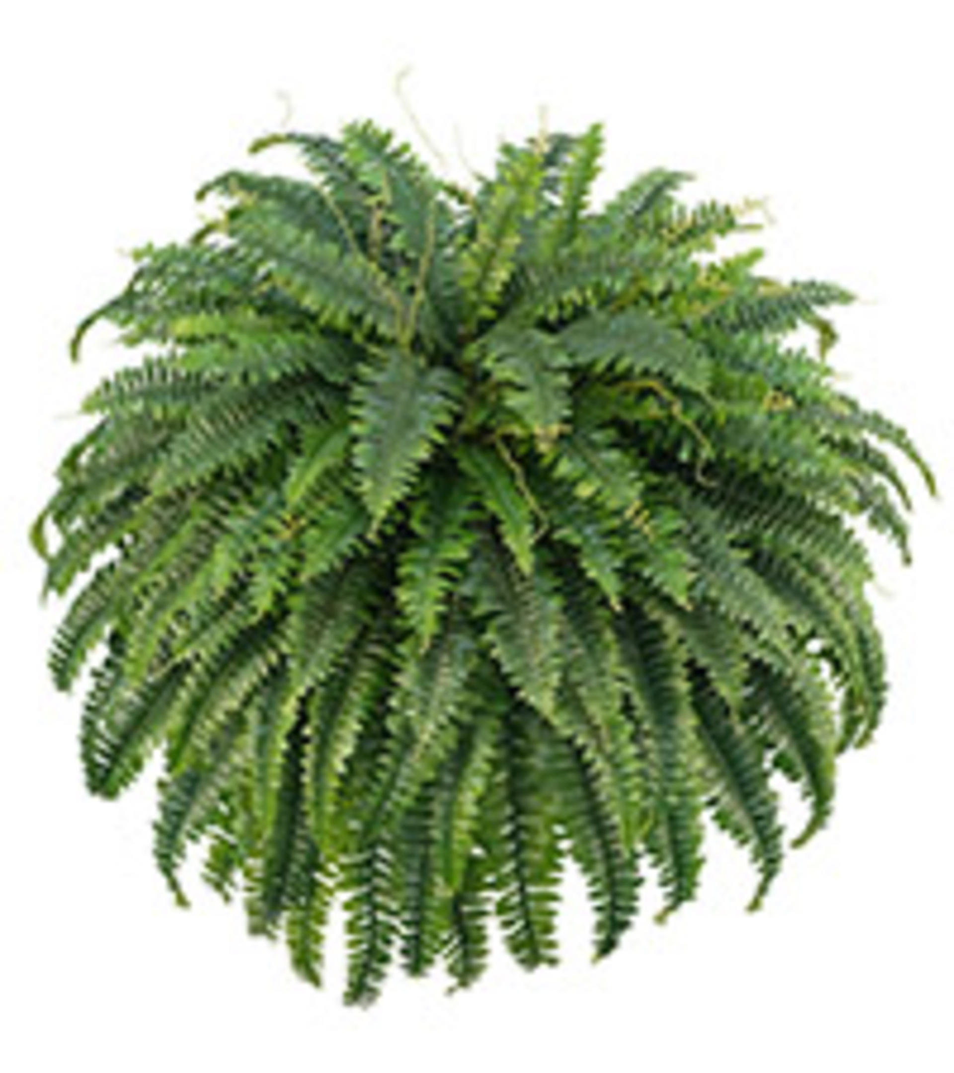 45" Large Artificial Boston Ferns, 2 Pack Realistic Fake Fern Plants with 59 Fronds for Decor detail 15