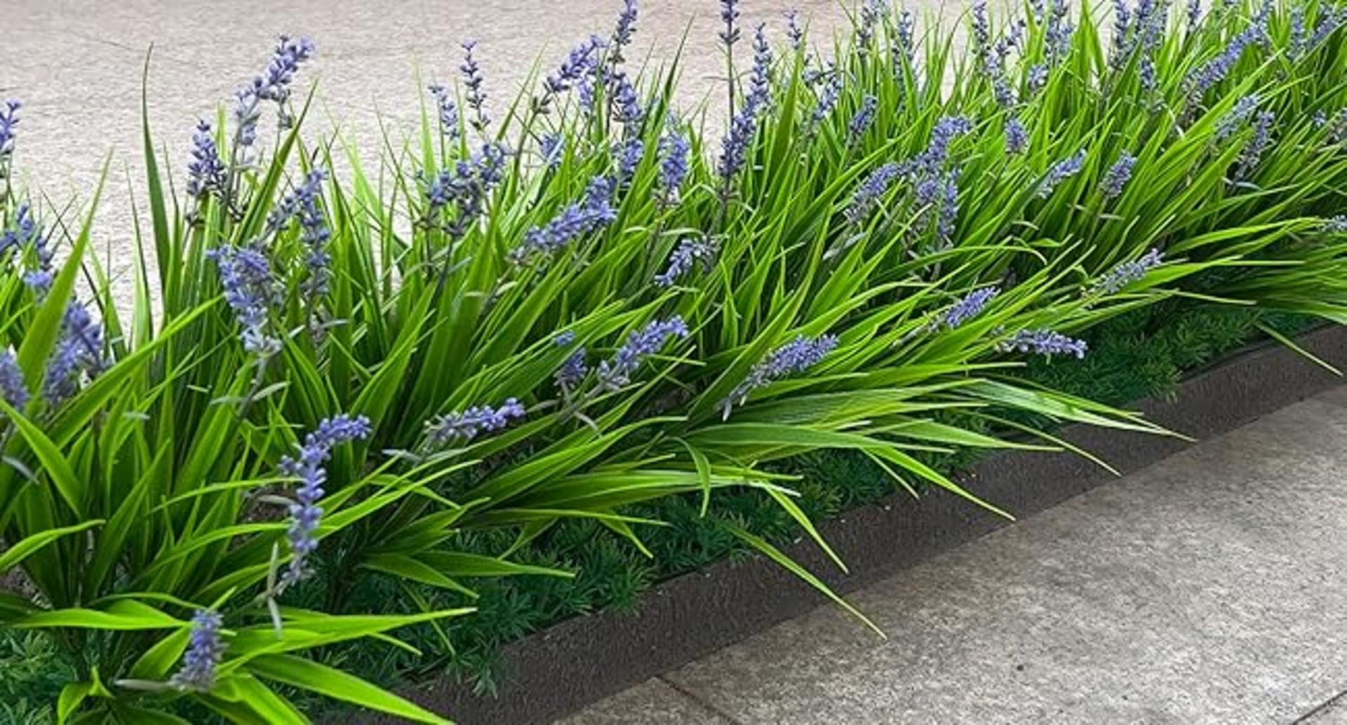 12 Bundles Artificial Outdoor Monkey Grass with Flowers, UV Resistant Faux Plants for Garden Decor detail 8