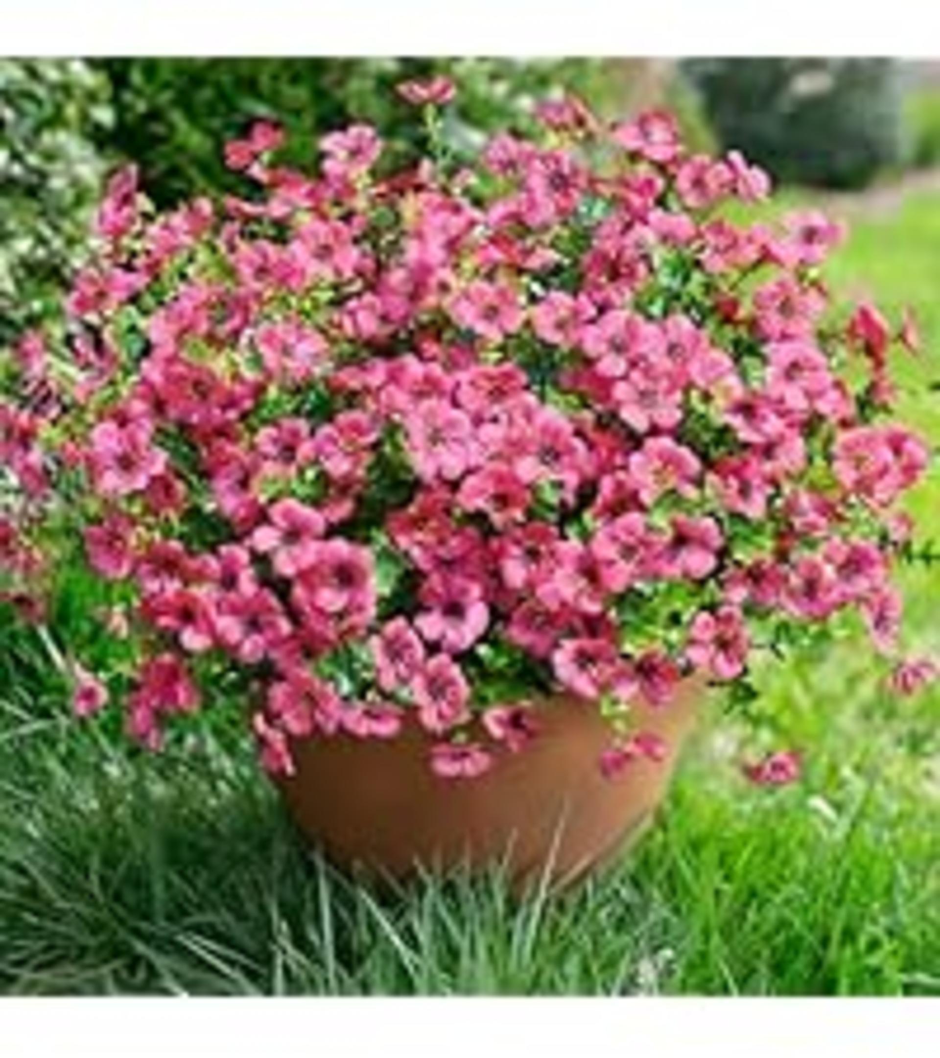 12 Bundles Artificial Daisy Flowers for Outdoor Decoration, UV Resistant Faux Plants with Eucalyptus detail 9
