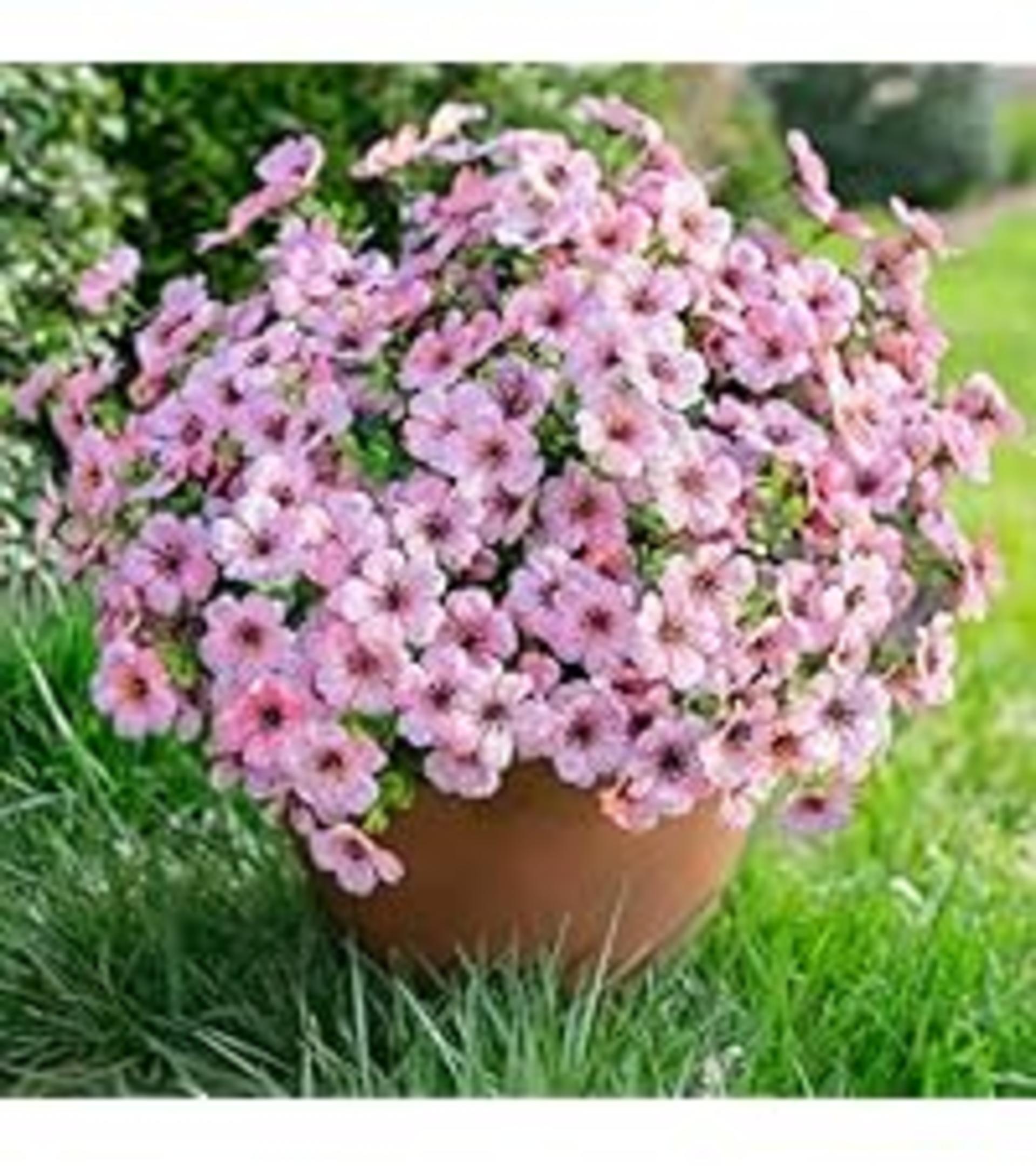12 Bundles Artificial Daisy Flowers with Eucalyptus, UV Resistant Faux Plants for Outdoor Indoor Decor detail 10