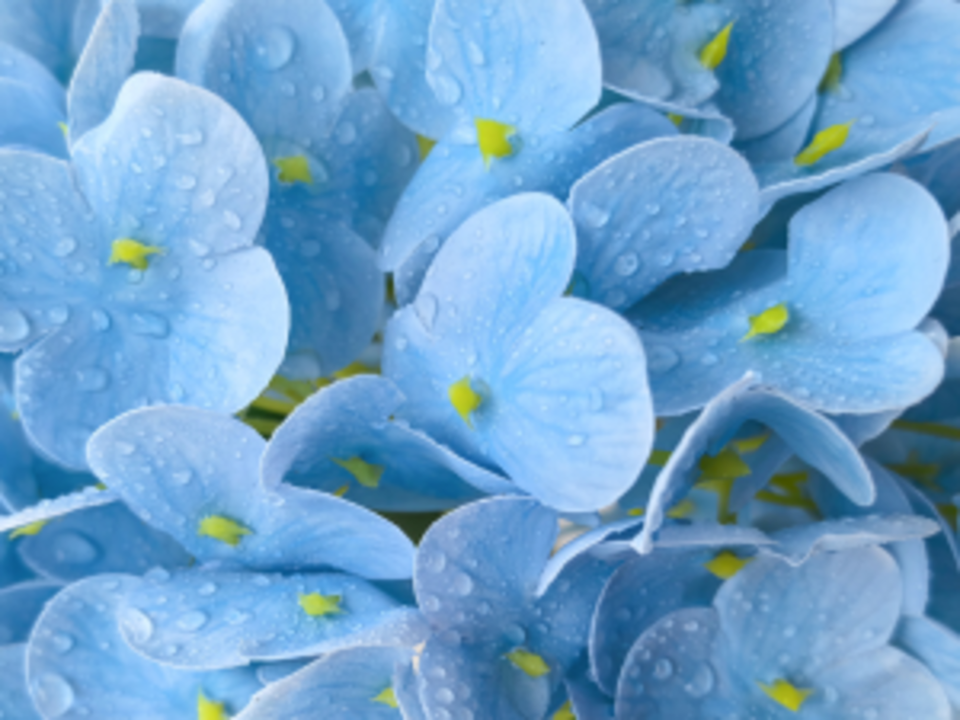 Real Touch Artificial Hydrangea Flowers, 21in Faux Silk Blooms with 5 Heads for Home Wedding Decor detail 3
