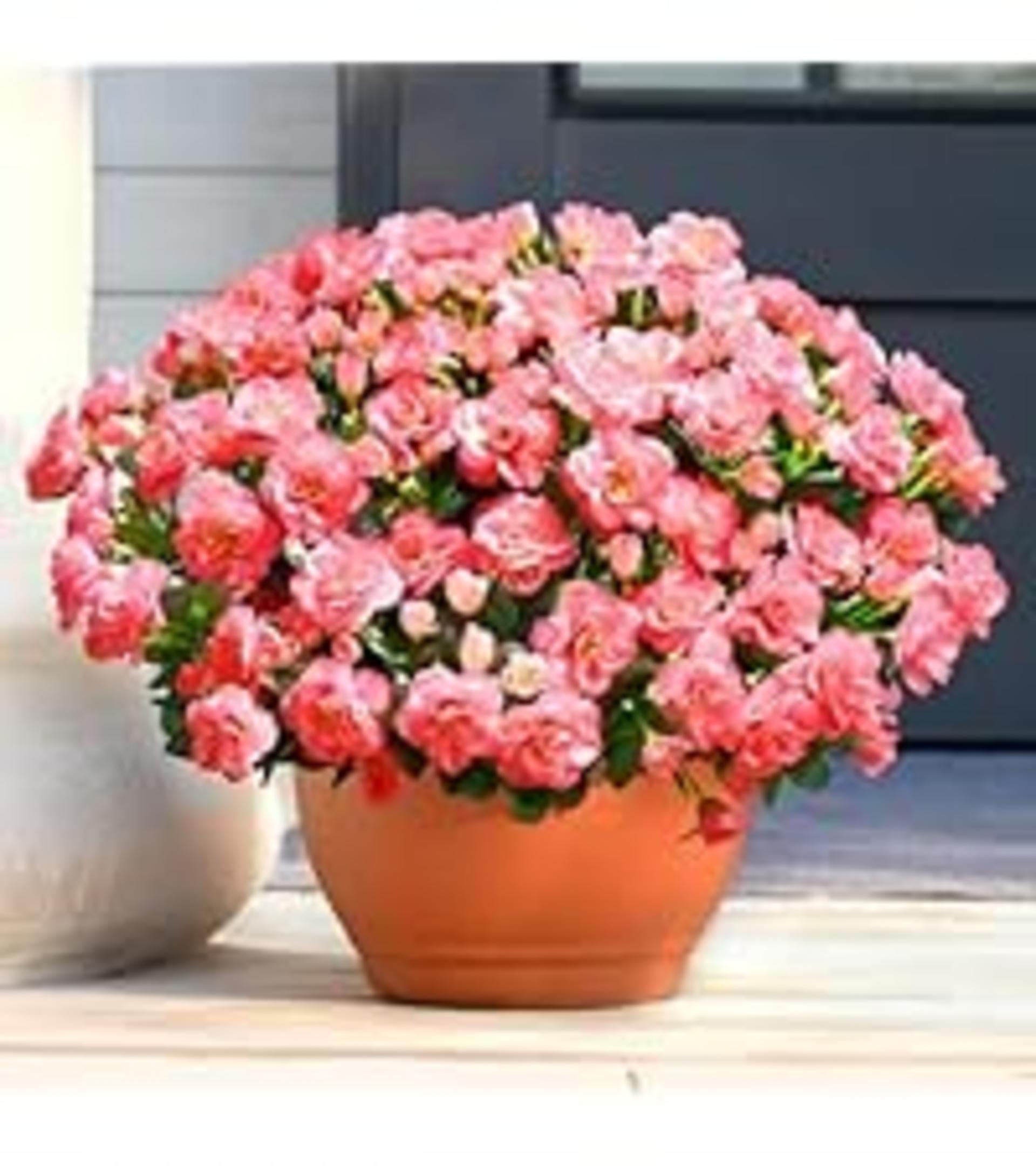 2-Pack 38" Artificial Camellia Trees with Silk Flowers and Stable Cement Base detail 11