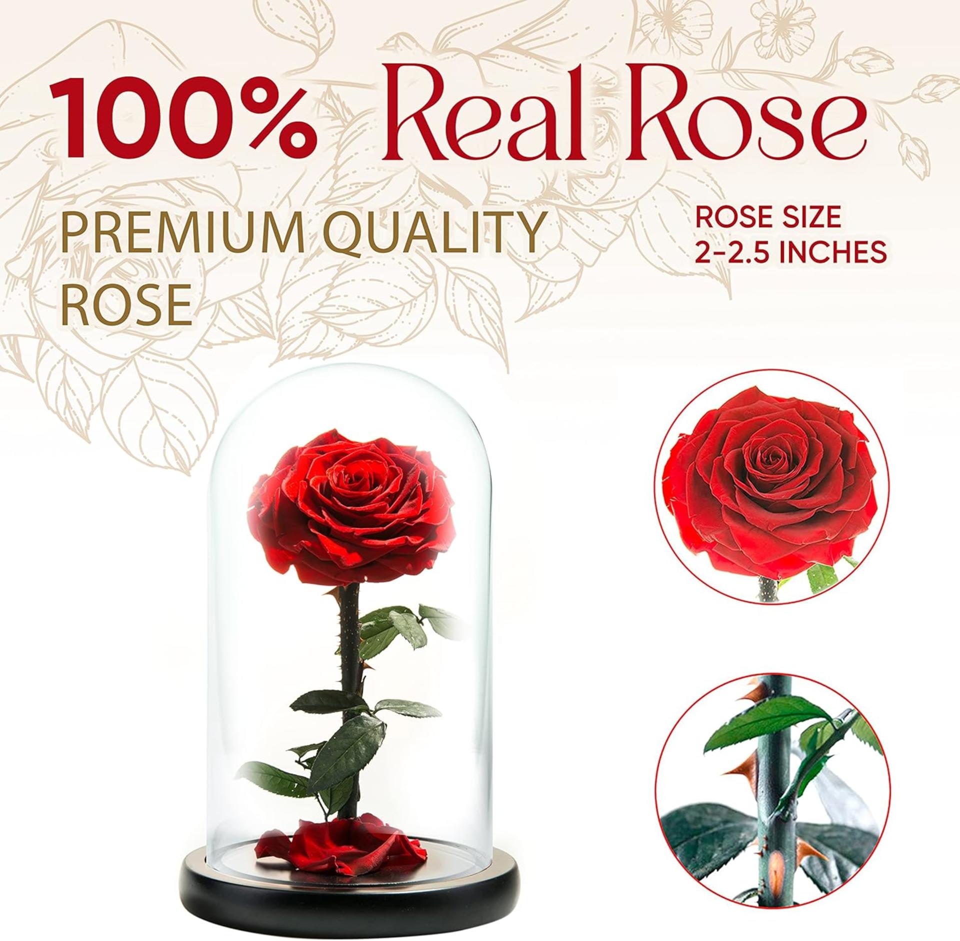 Forever Preserved Rose in Glass Dome - Real Eternal Rose Beauty and the Beast Gift for Women - 2