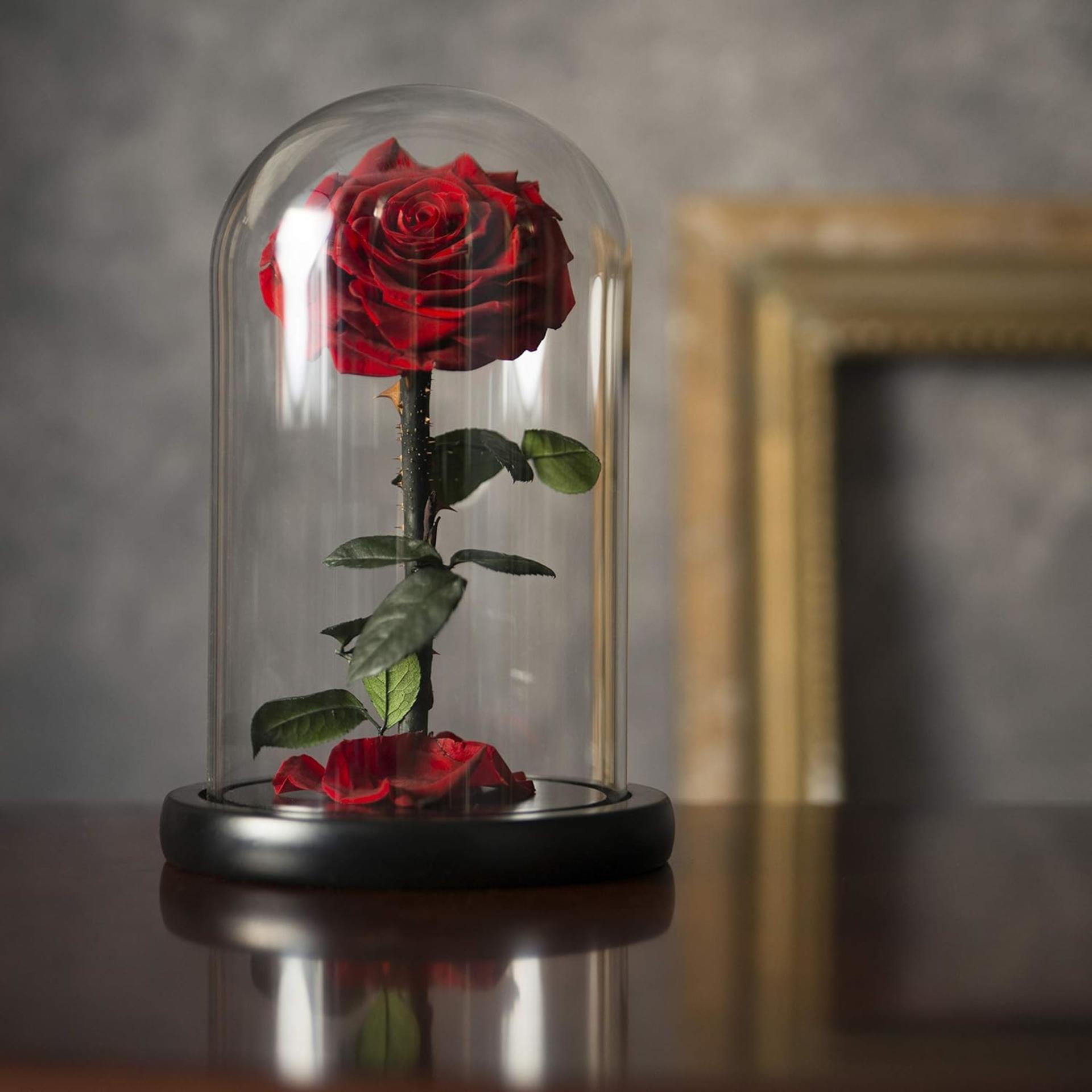 Forever Preserved Rose in Glass Dome - Real Eternal Rose Beauty and the Beast Gift for Women - 8