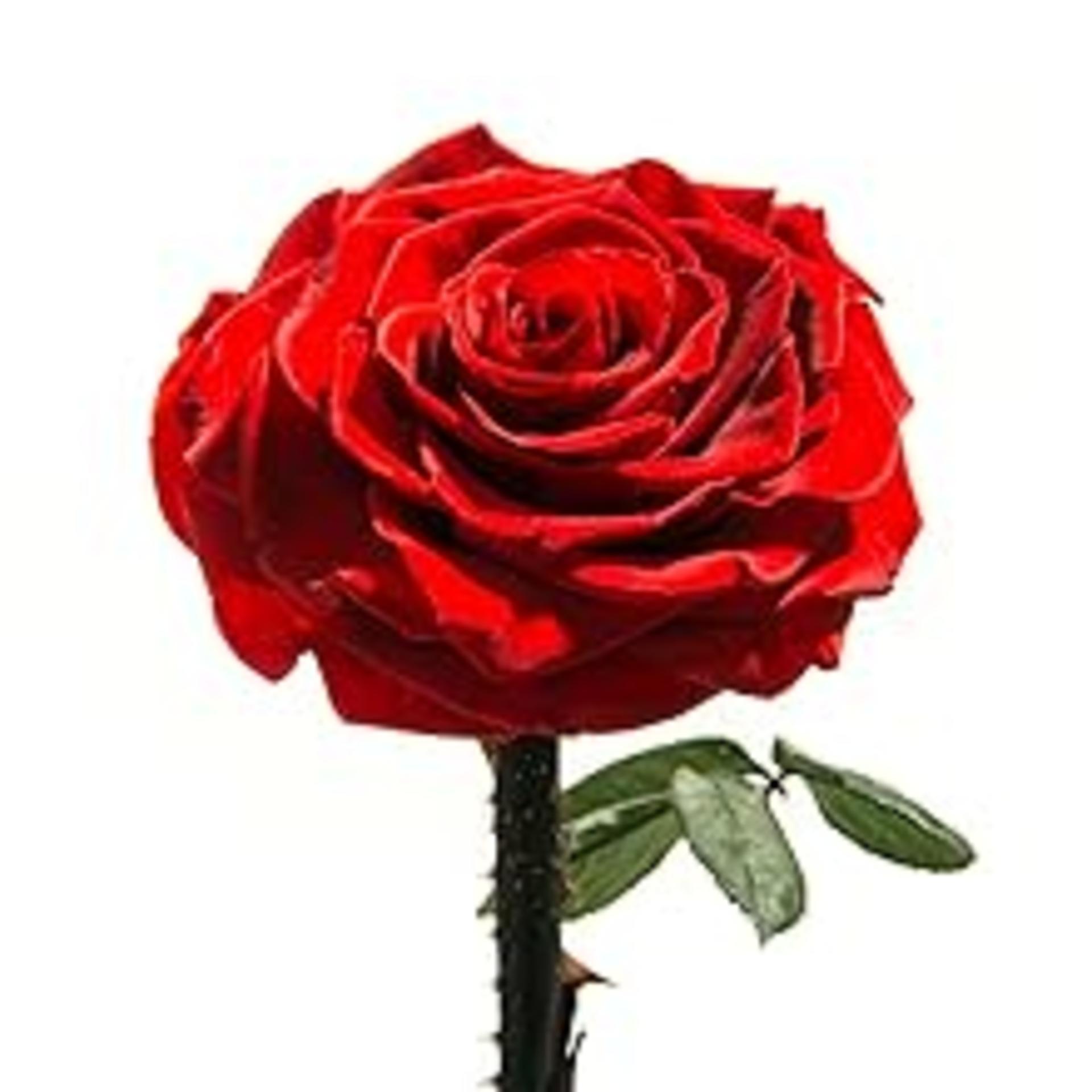 Forever Preserved Rose in Glass Dome - Real Eternal Rose Beauty and the Beast Gift for Women detail 4