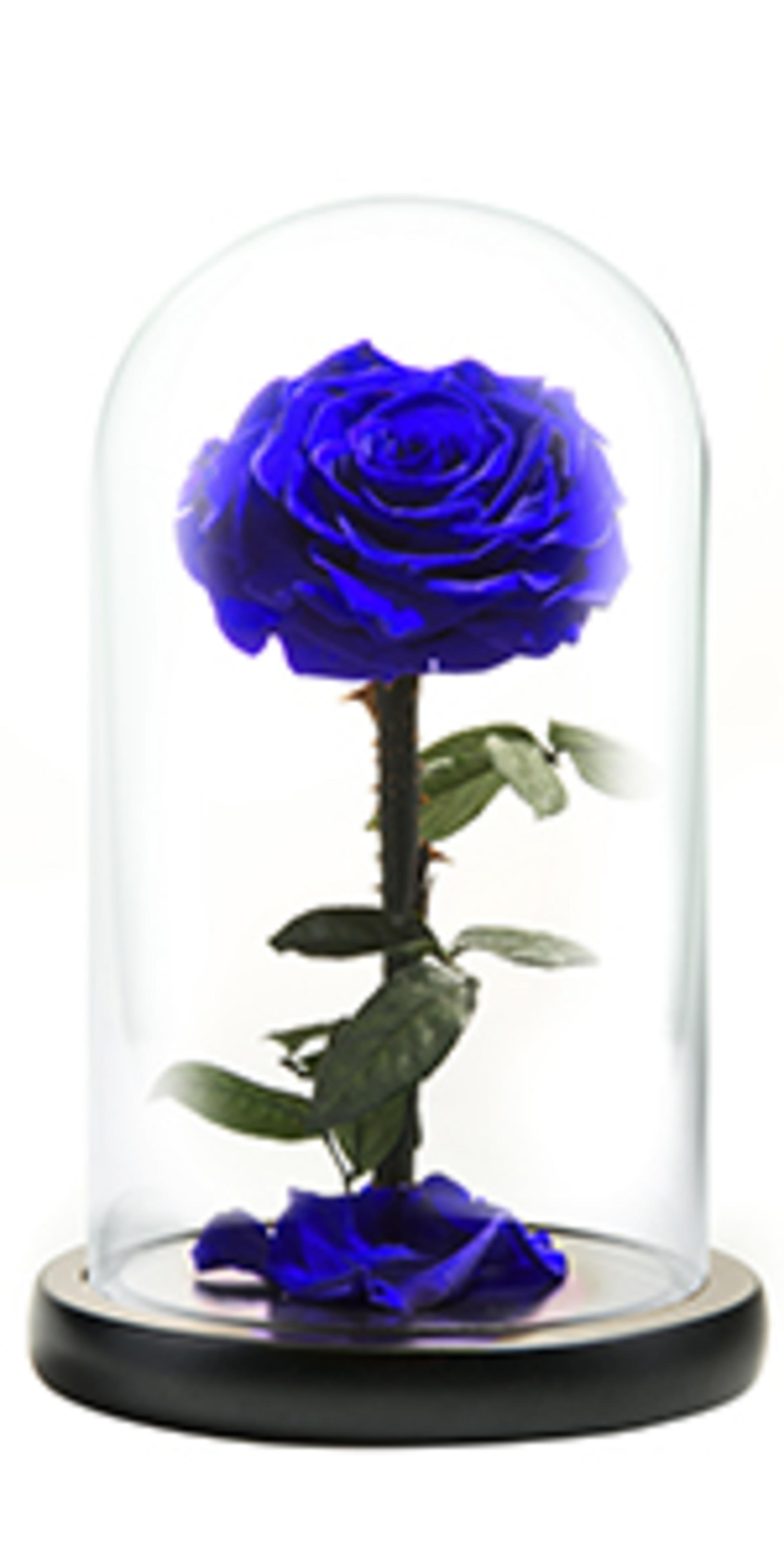 Forever Preserved Rose in Glass Dome - Real Eternal Rose Beauty and the Beast Gift for Women detail 15