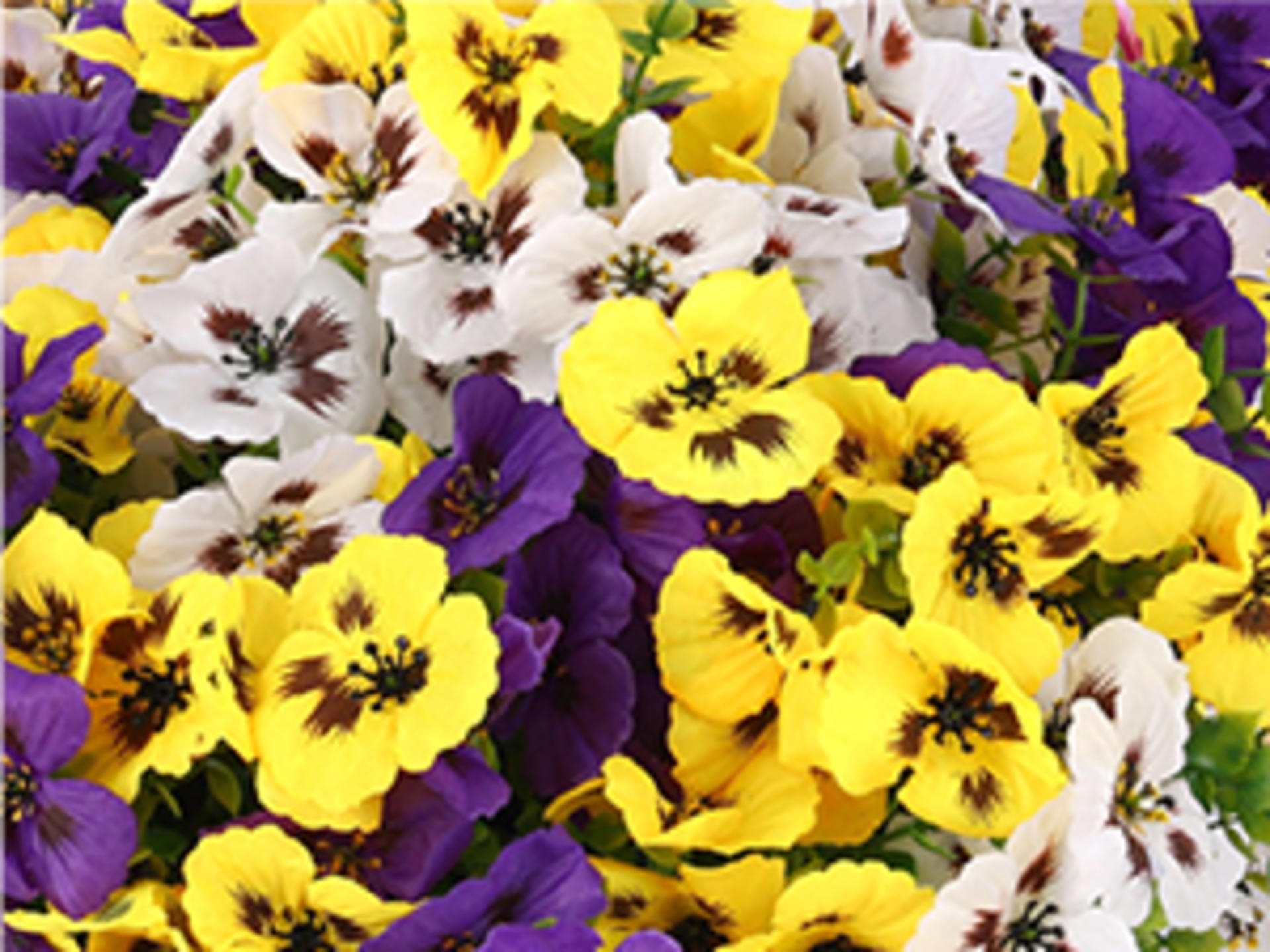 12 Bundles Artificial Pansy Flowers with Eucalyptus Leaves for Indoor Outdoor Decor detail 2