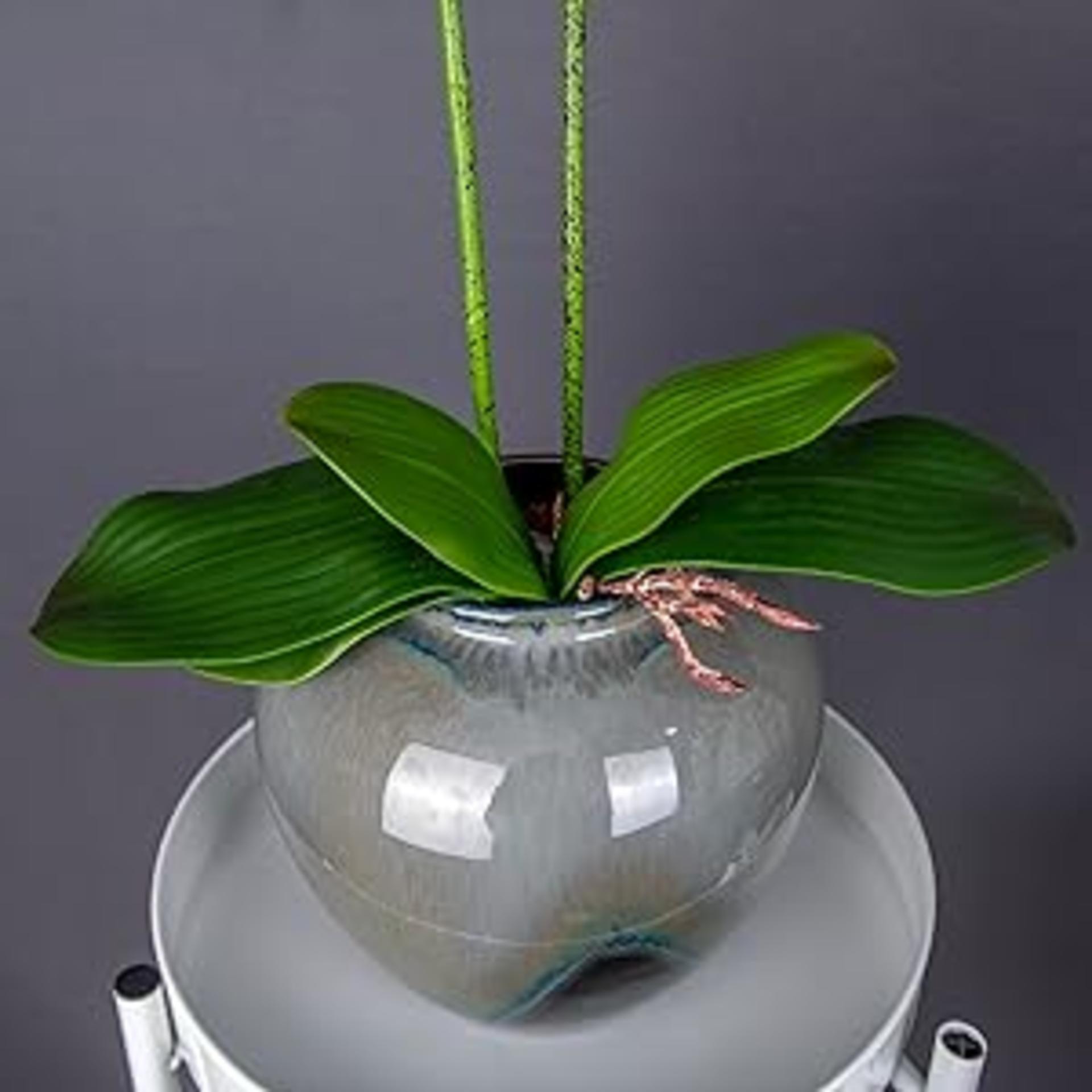 Real Touch Artificial Orchid Stems 38" Large Latex Phalaenopsis Branches, 2pcs detail 9