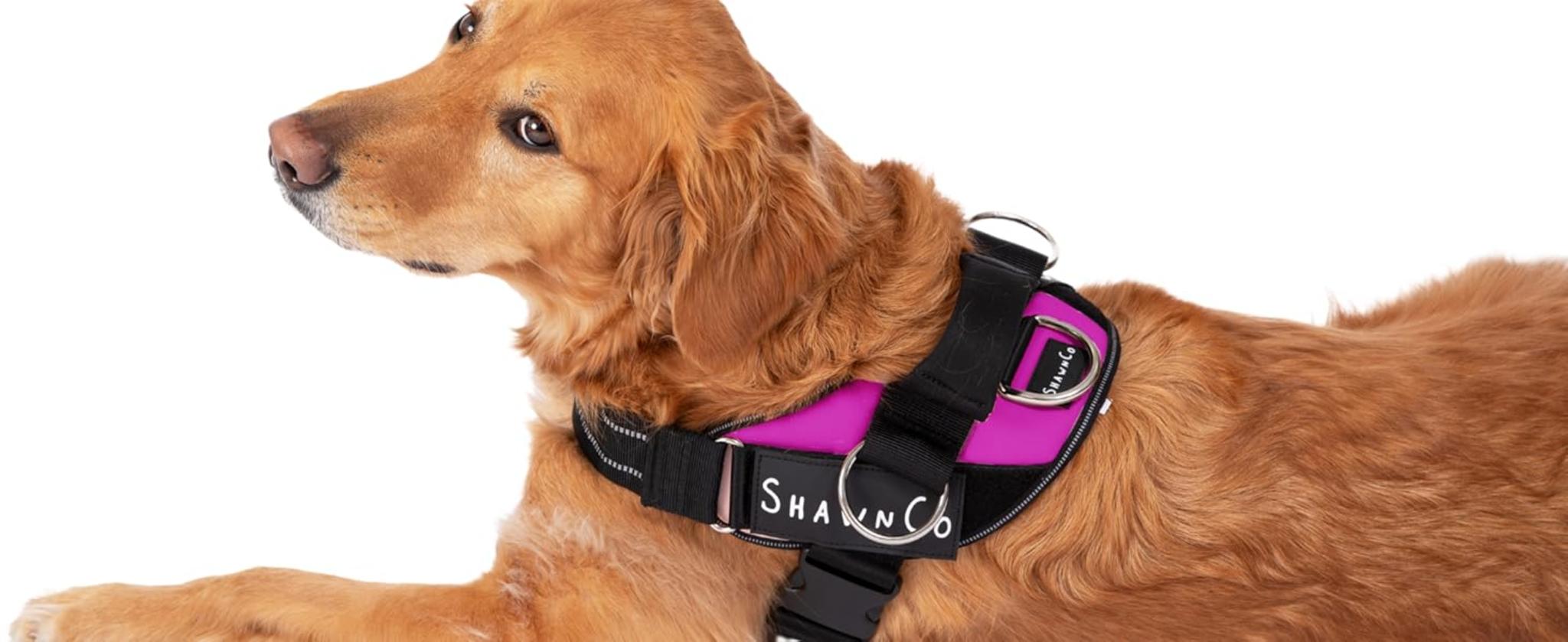 No-Pull Dog Harness with 3 Leash Clips image 14
