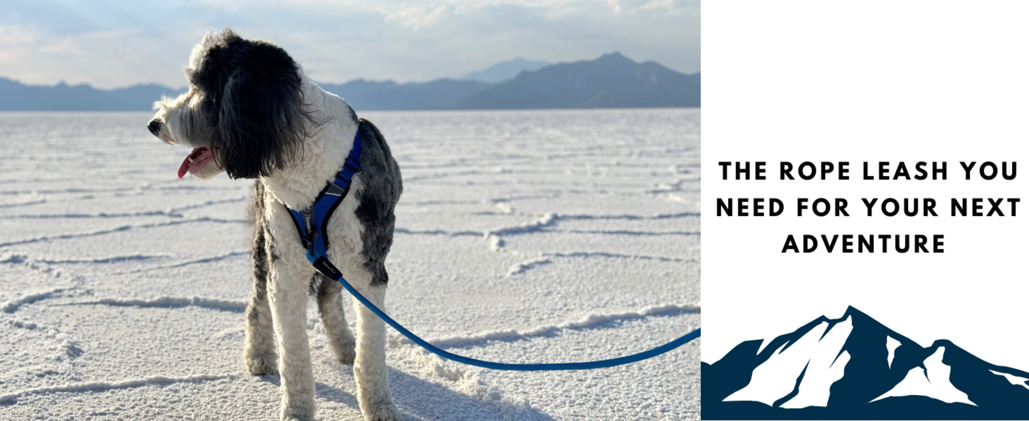 No-Pull Dog Harness with 3 Leash Clips image 15