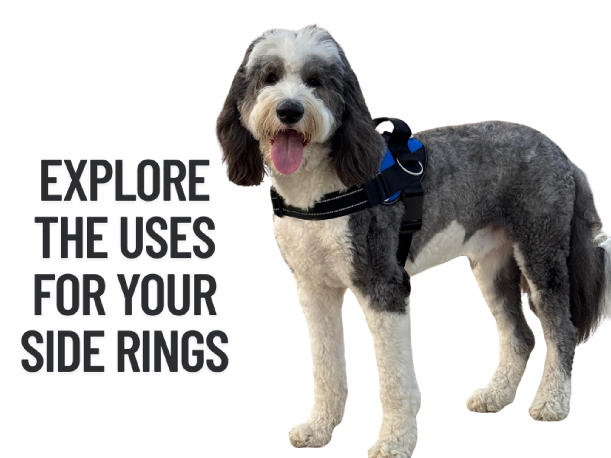 No-Pull Dog Harness with 3 Leash Clips image 21