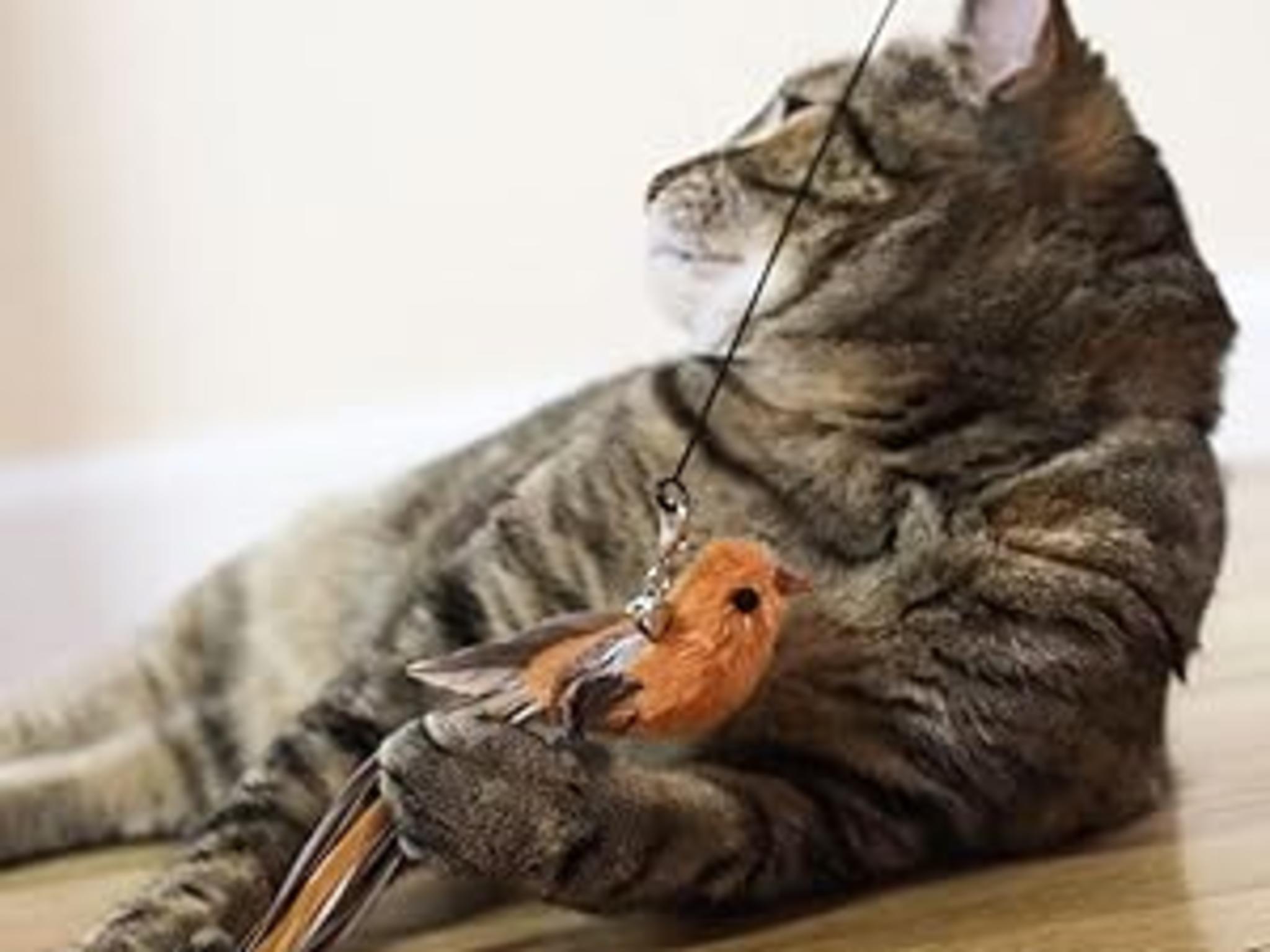 Interactive Cat Toy Set with 5 Replacement Birds, Self-Holding Suction Base image 10