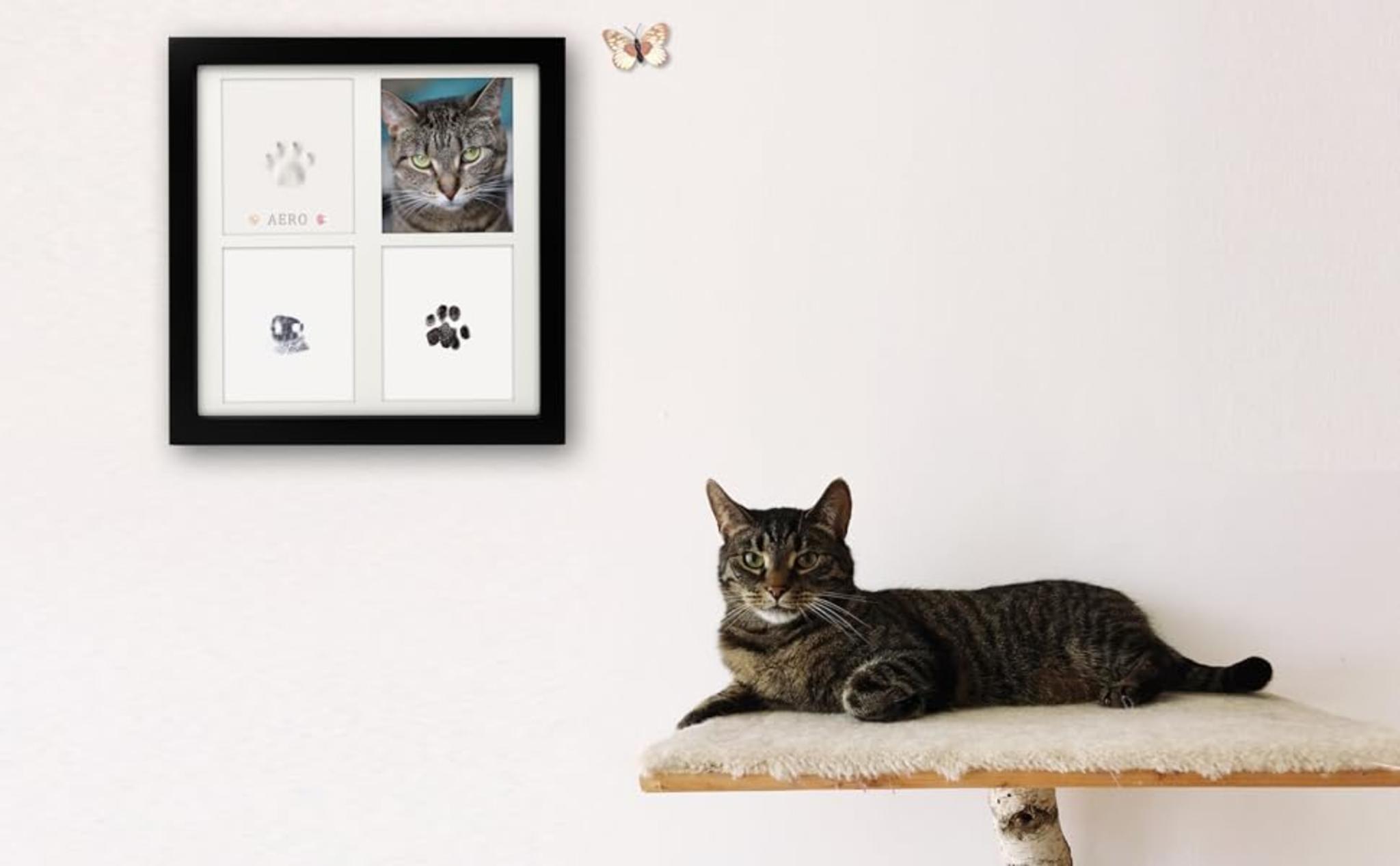 Ink & Clay Paw Print Kit for Pets with Keepsake Frame image 8