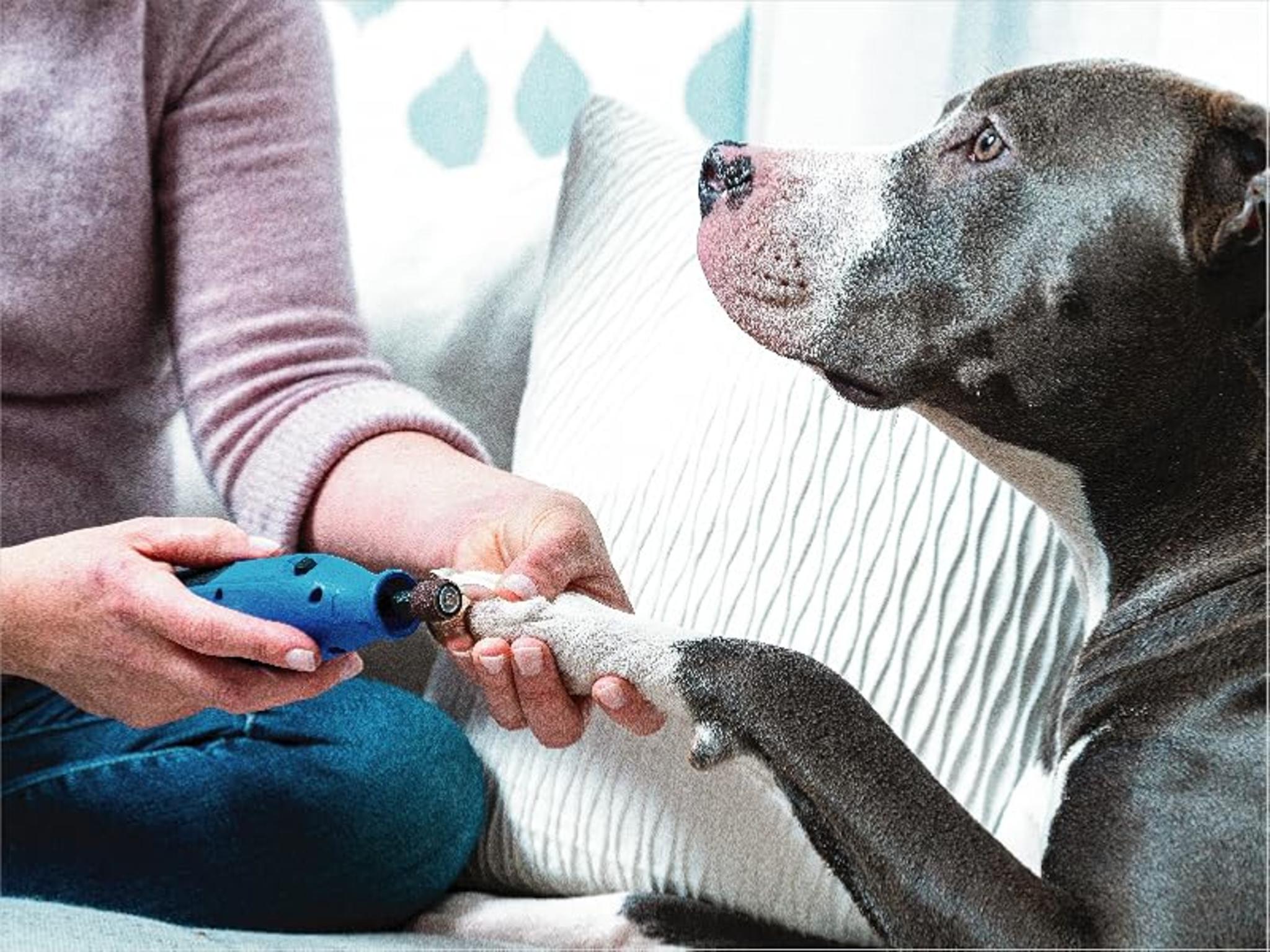 4V Pet Nail Grinder - Quiet, Rechargeable & Easy-to-Use for Dogs & Cats image 11