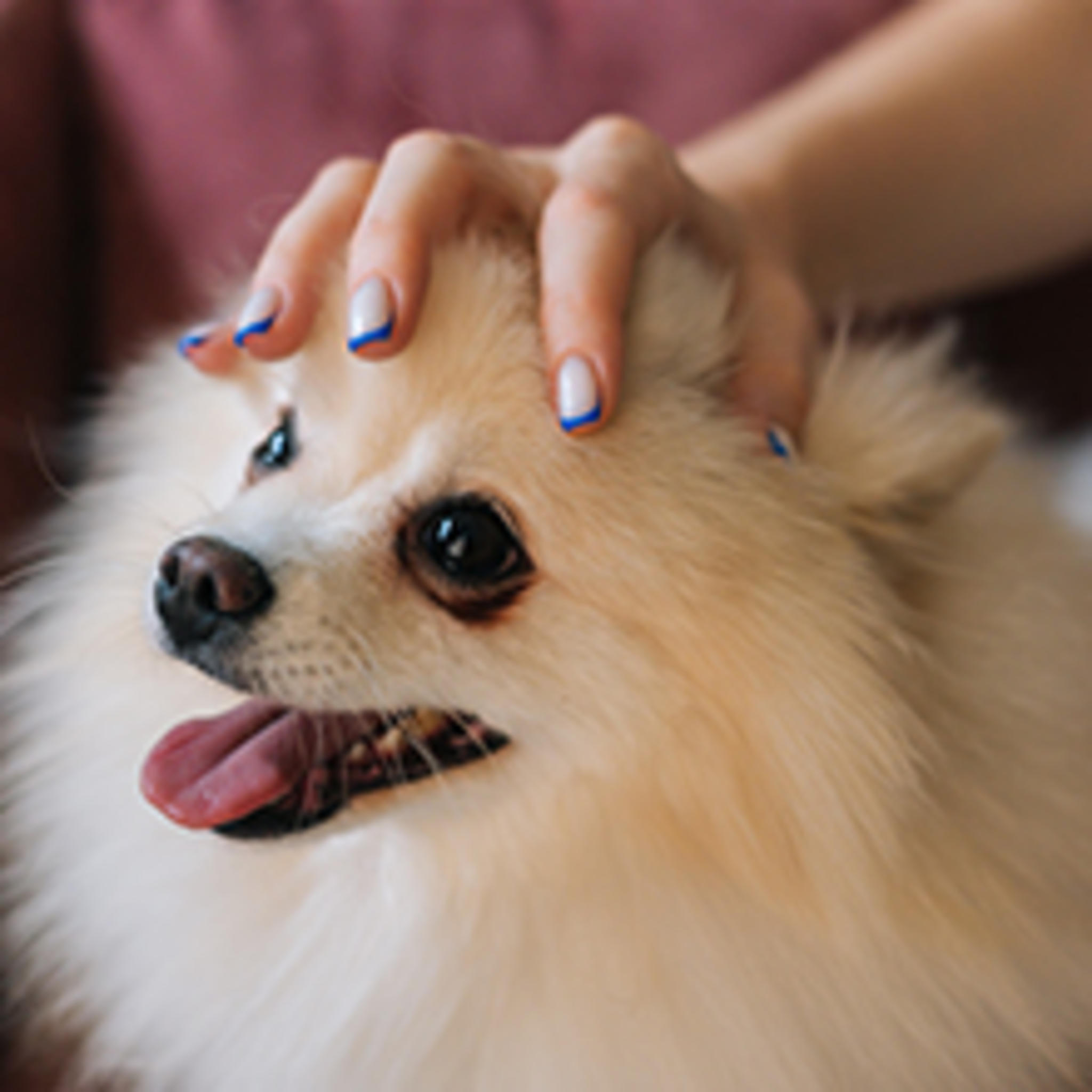 Electric Pet Massager - Relieves Muscle Tension in Dogs and Cats with 4 Rotating Heads image 9