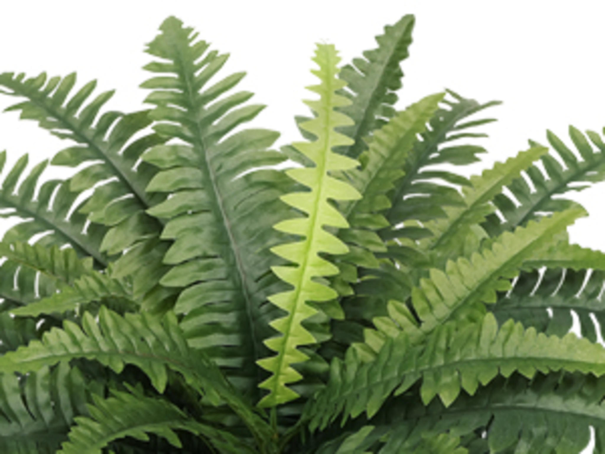 35" Large Artificial Boston Ferns, 2-Pack UV Resistant Faux Greenery with 39 Lifelike Fronds image 17