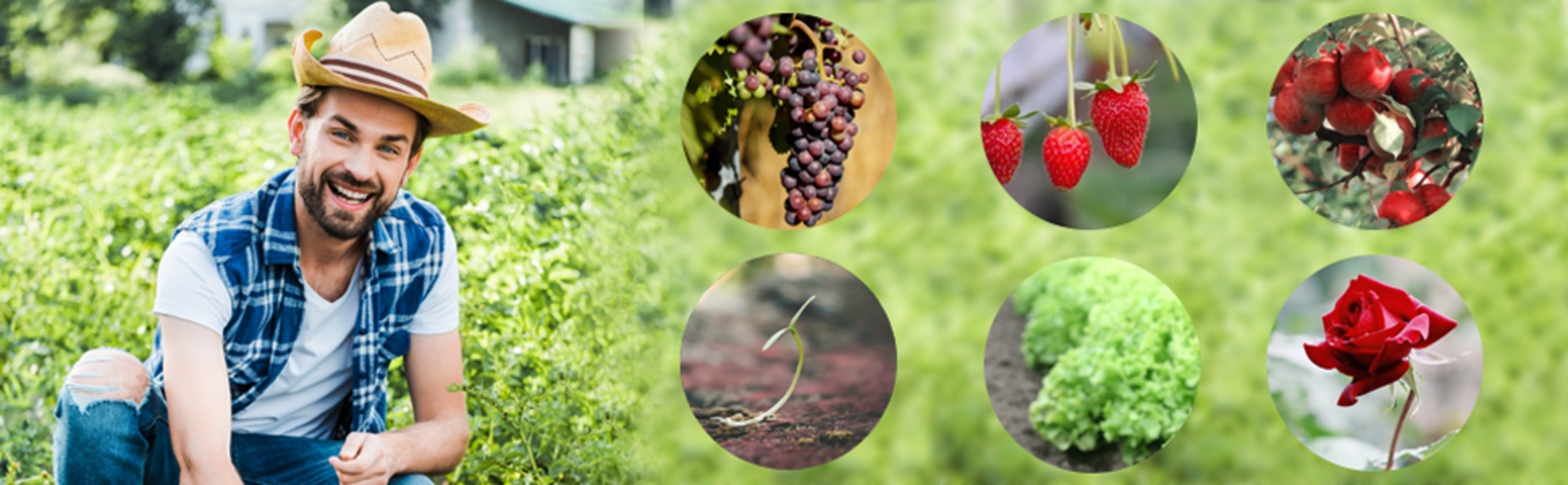 Full Spectrum LED Grow Light with 6000K White Red LEDs, Auto Timer & 5-Level Dimming for Indoor Plants image 14