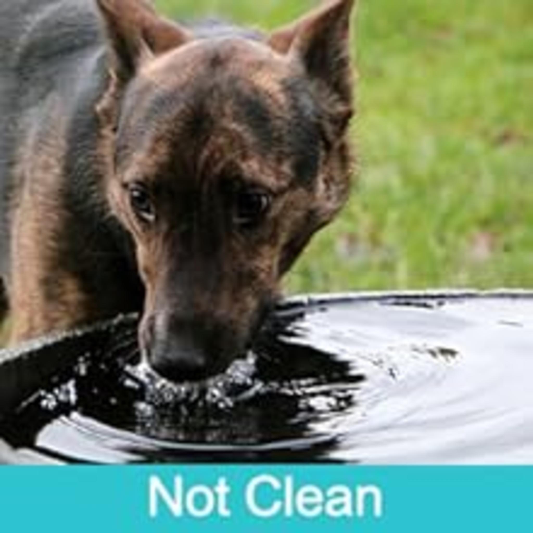 Portable Stainless Steel Dog Water Bottle - 14oz Leak-Proof Travel Dispenser with Drinking Feeder image 11