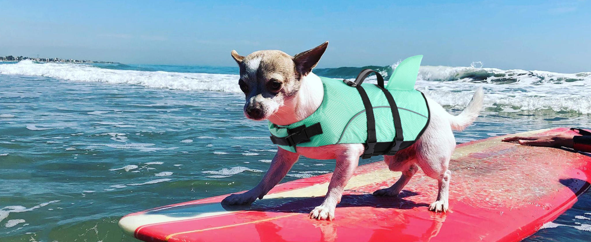 Shark Dog Life Jacket with High Buoyancy and Rescue Handle for Small Dogs image 17