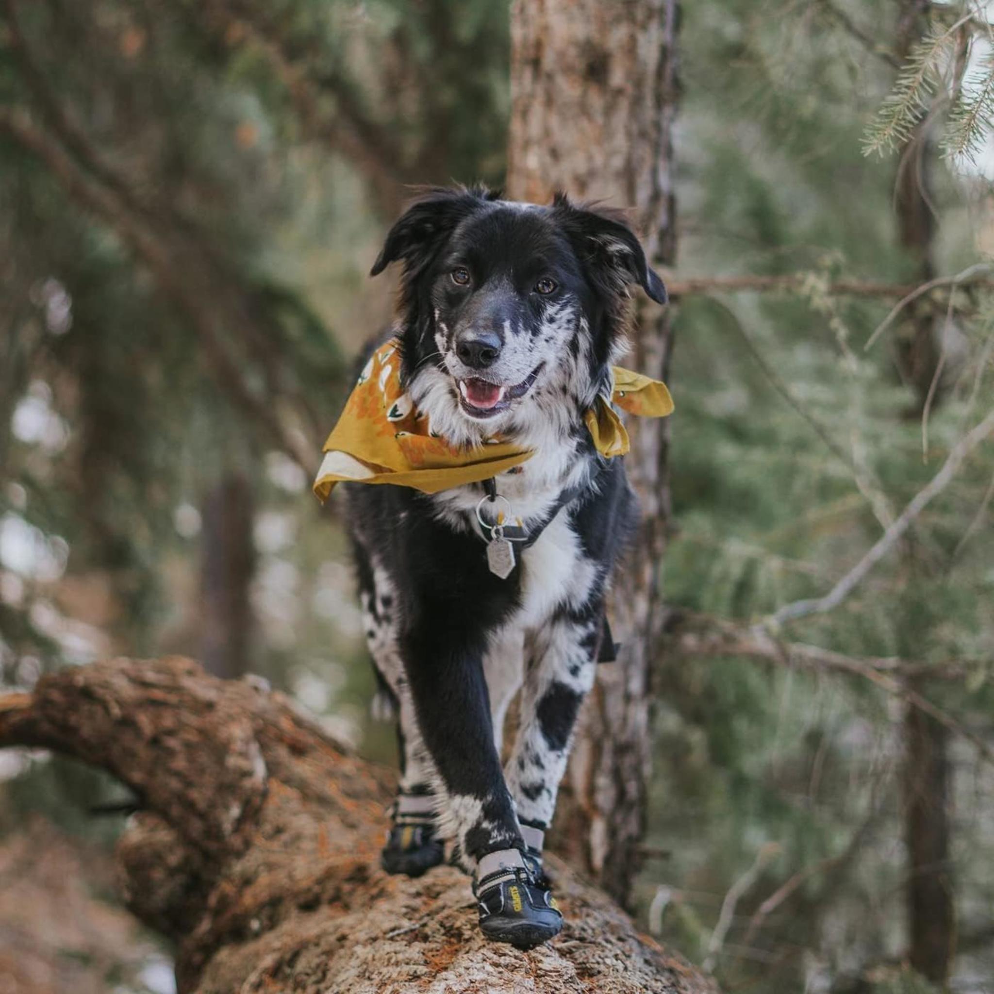 Dog Boots for Large Dogs, Water-Resistant Paw Protectors with Reflective Straps and Rugged Anti-Slip Sole