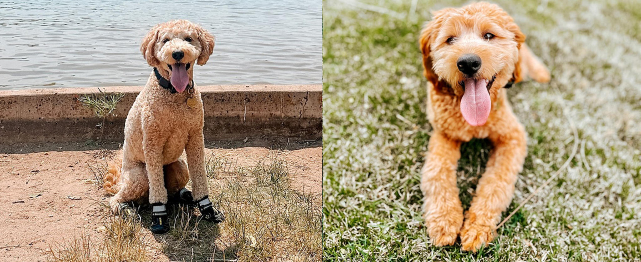Dog Boots for Large Dogs, Water-Resistant Paw Protectors with Reflective Straps and Rugged Anti-Slip Sole image 10