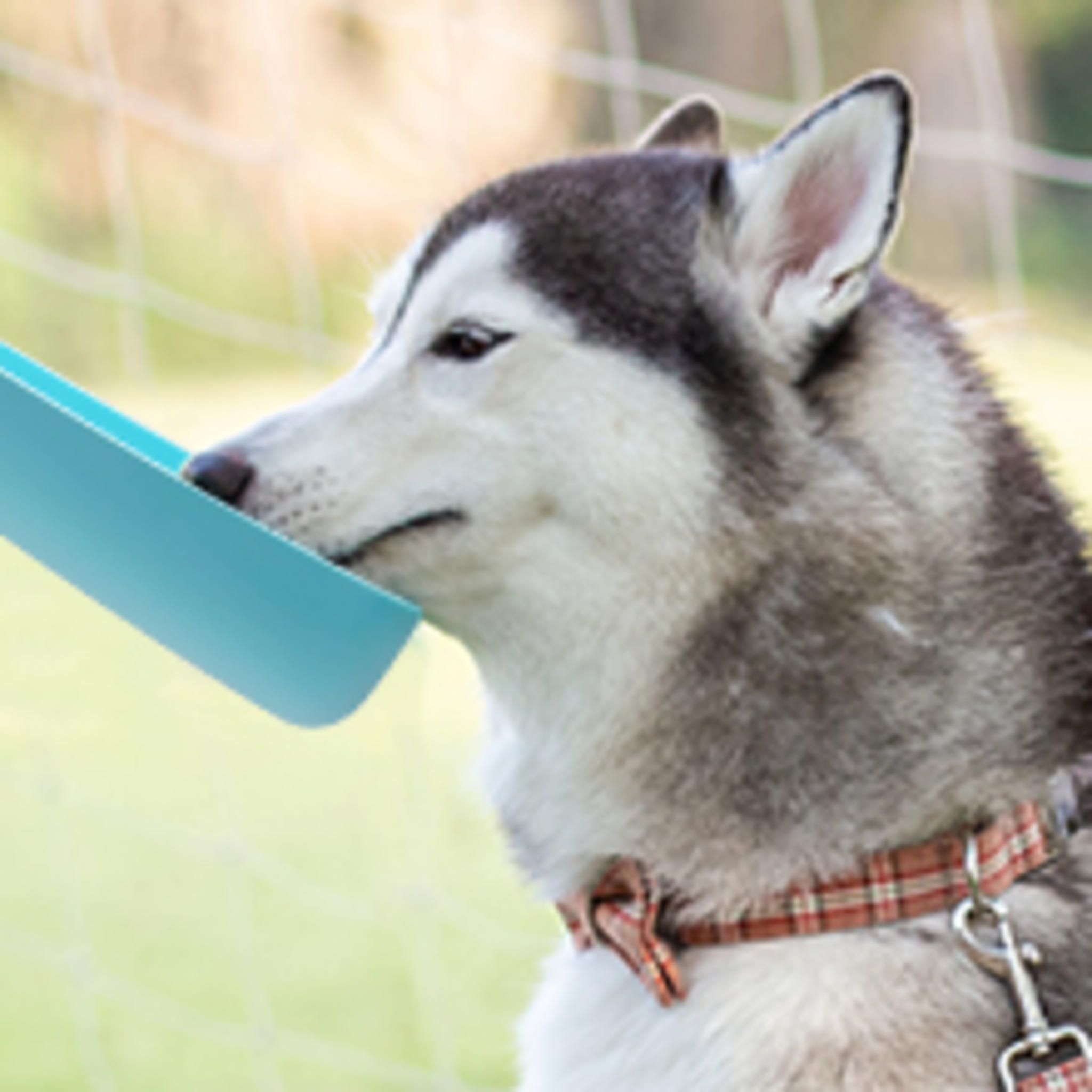 Foldable Portable Dog Water Bottle with Leak-Proof Seal for Walking and Travel image 12