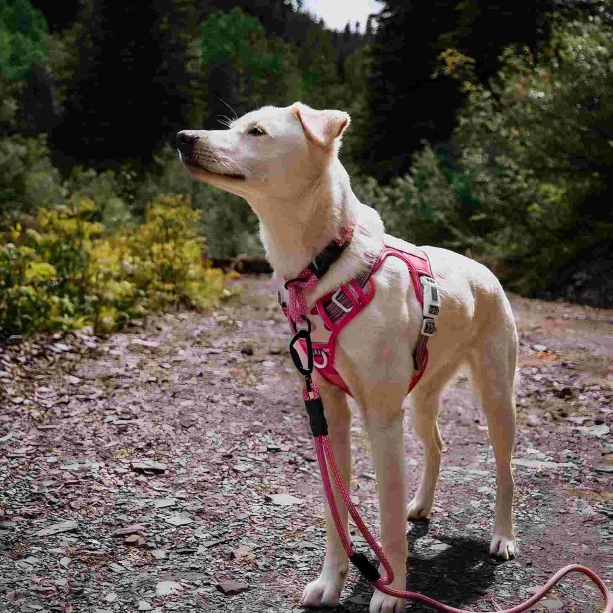Tactical Dog Harness No Pull Reflective Military Pet Vest with Handle for Training