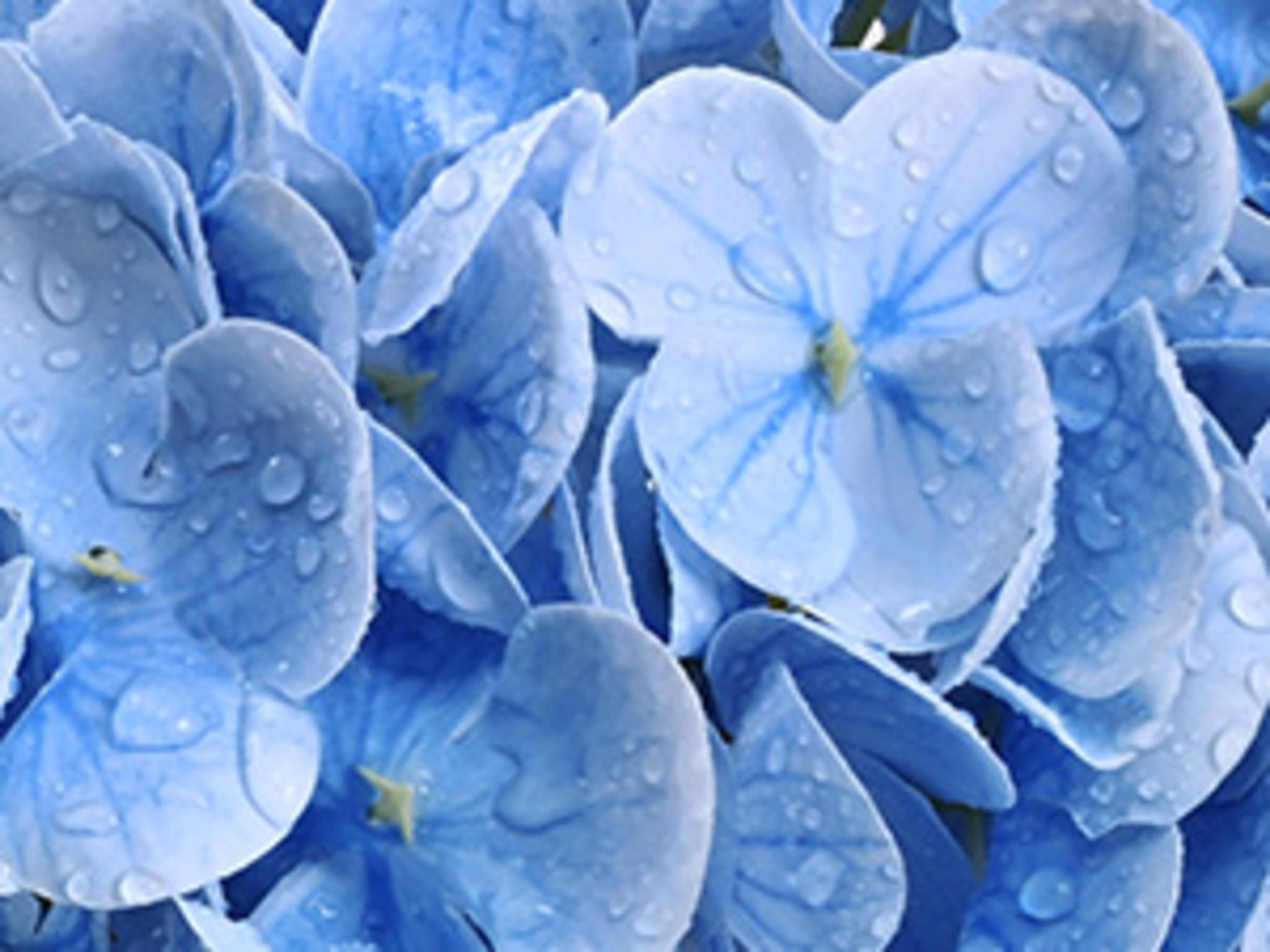 3 Pcs Real Touch Artificial Hydrangea Flowers, 21" Large 3D Print Latex Faux Hydrangeas for Home Decor image 14