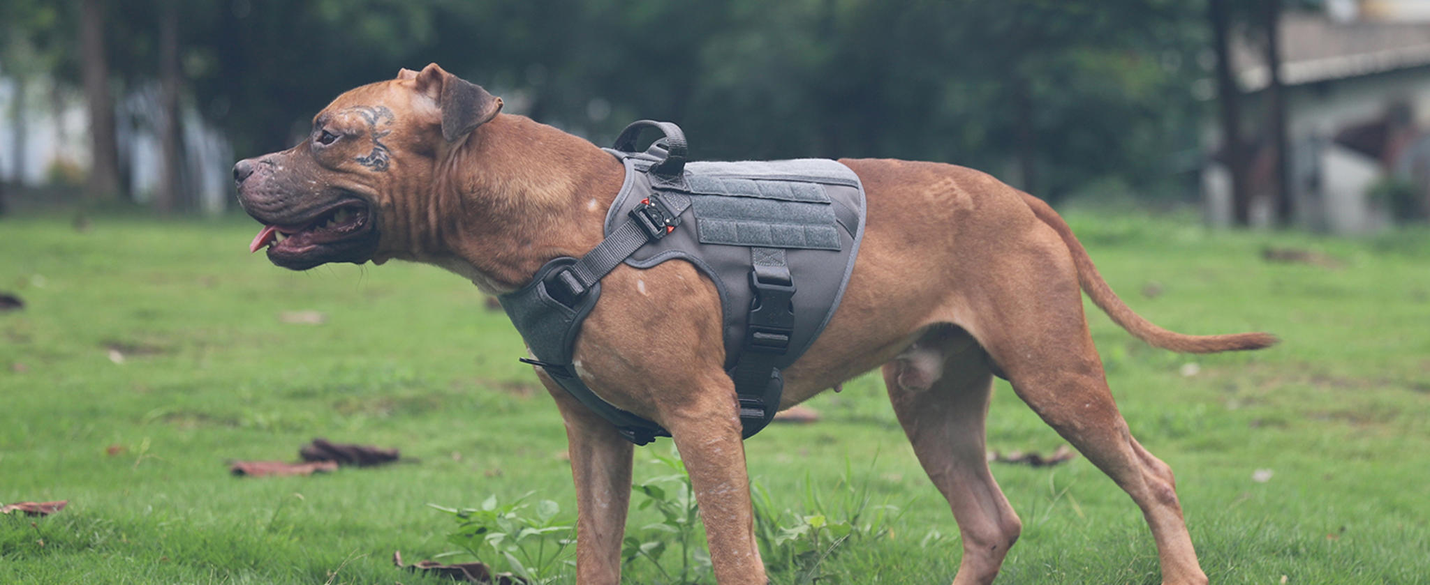 Tactical Dog Harness with 2X Metal Buckles, No-Pull Front Clip and MOLLE System image 13