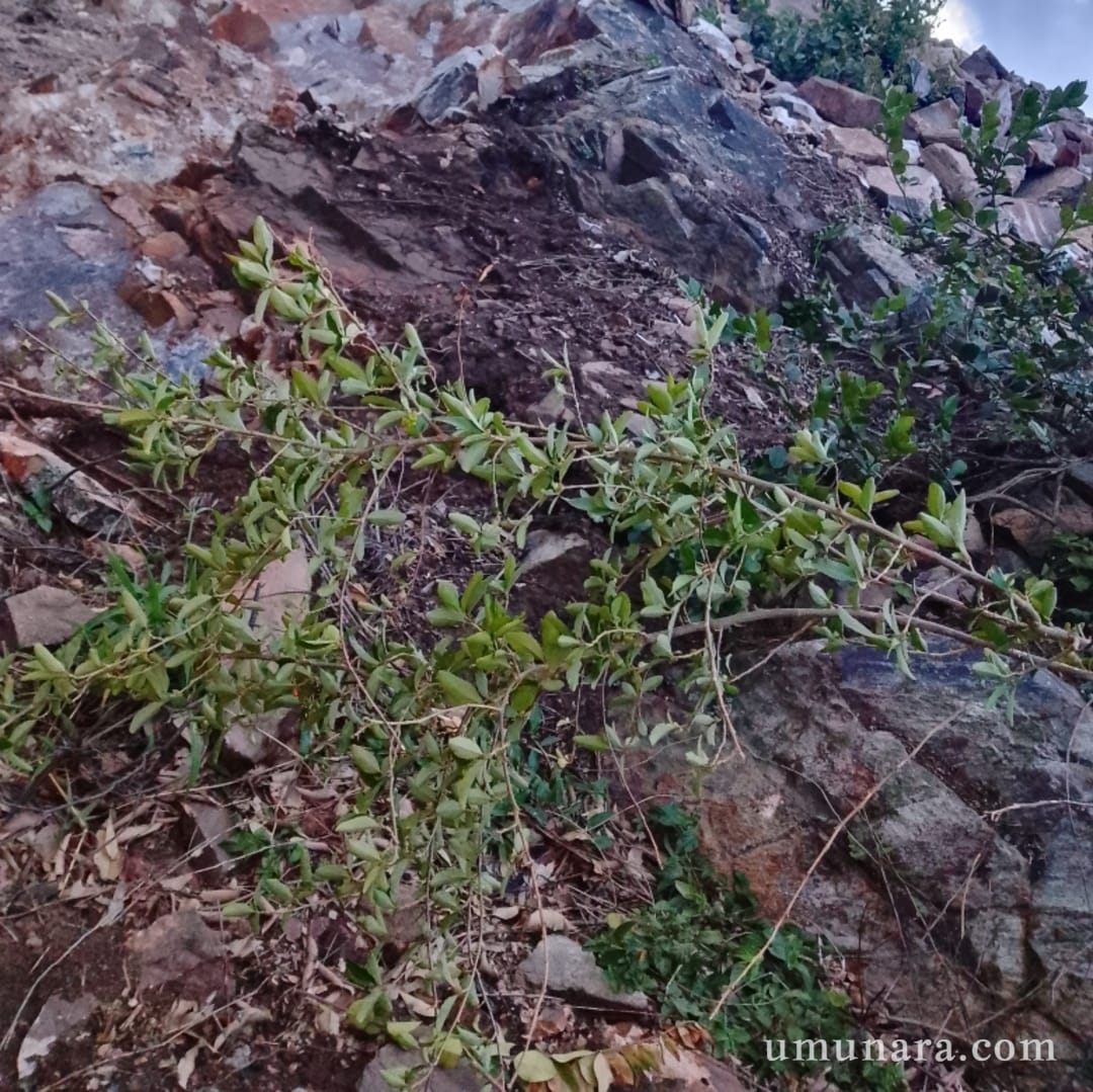 Ubutaka bw’Inganda (Hegitari 25) burimo Amabuye y’Ubwubatsi – Mageragere