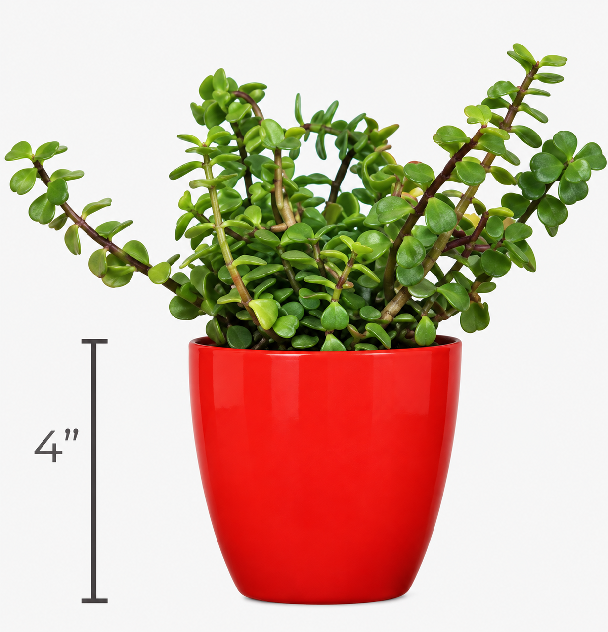 Classy Round Pot with Jade Plant