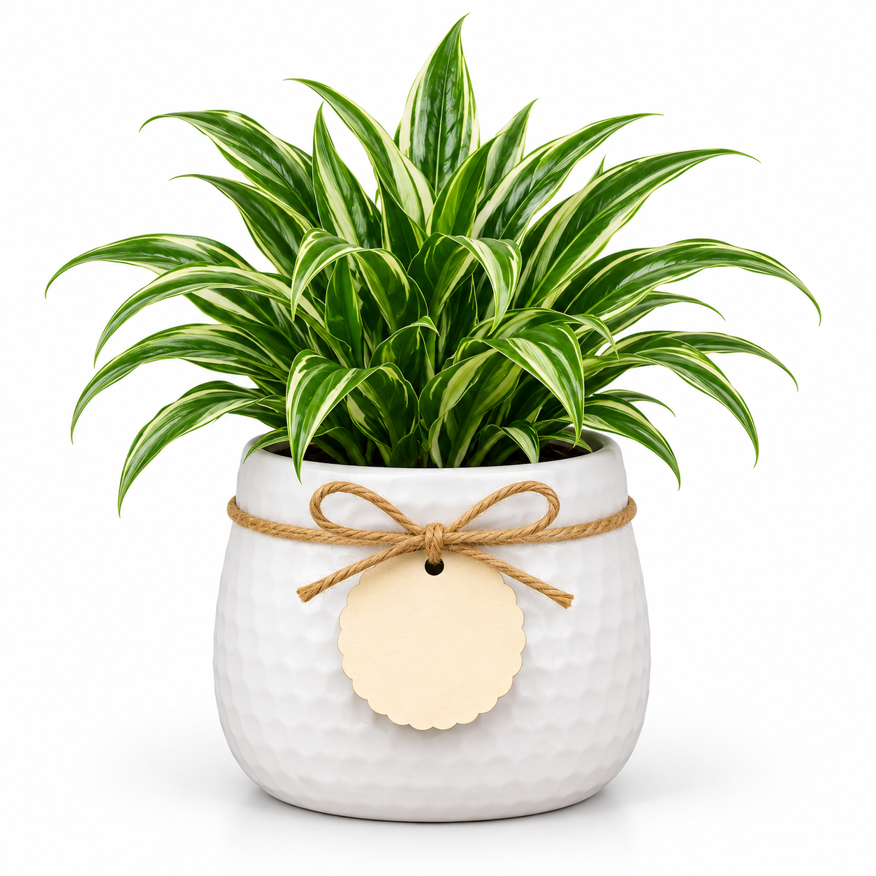 Designer Round Pot With Peace Lily-White