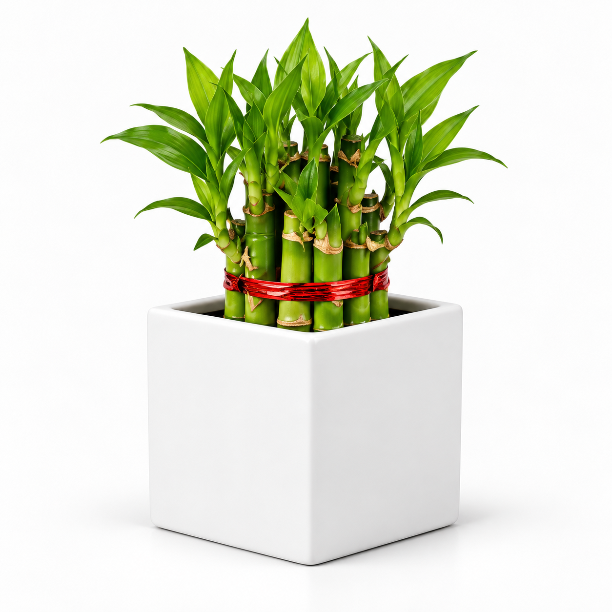 Square Ceramic Pot With 2 Layer Lucky Bamboo-White