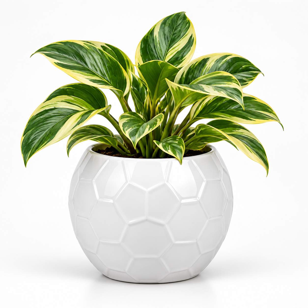 Ball Shaped Ceramic Pot With N Joy Money Plant-White