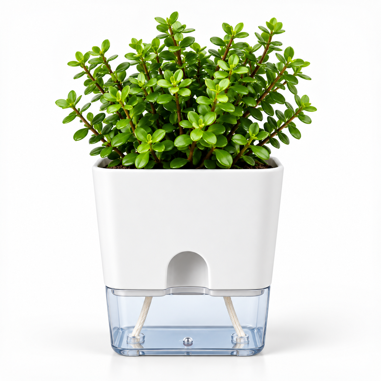 Self Watering Pot With Jade Plant-White