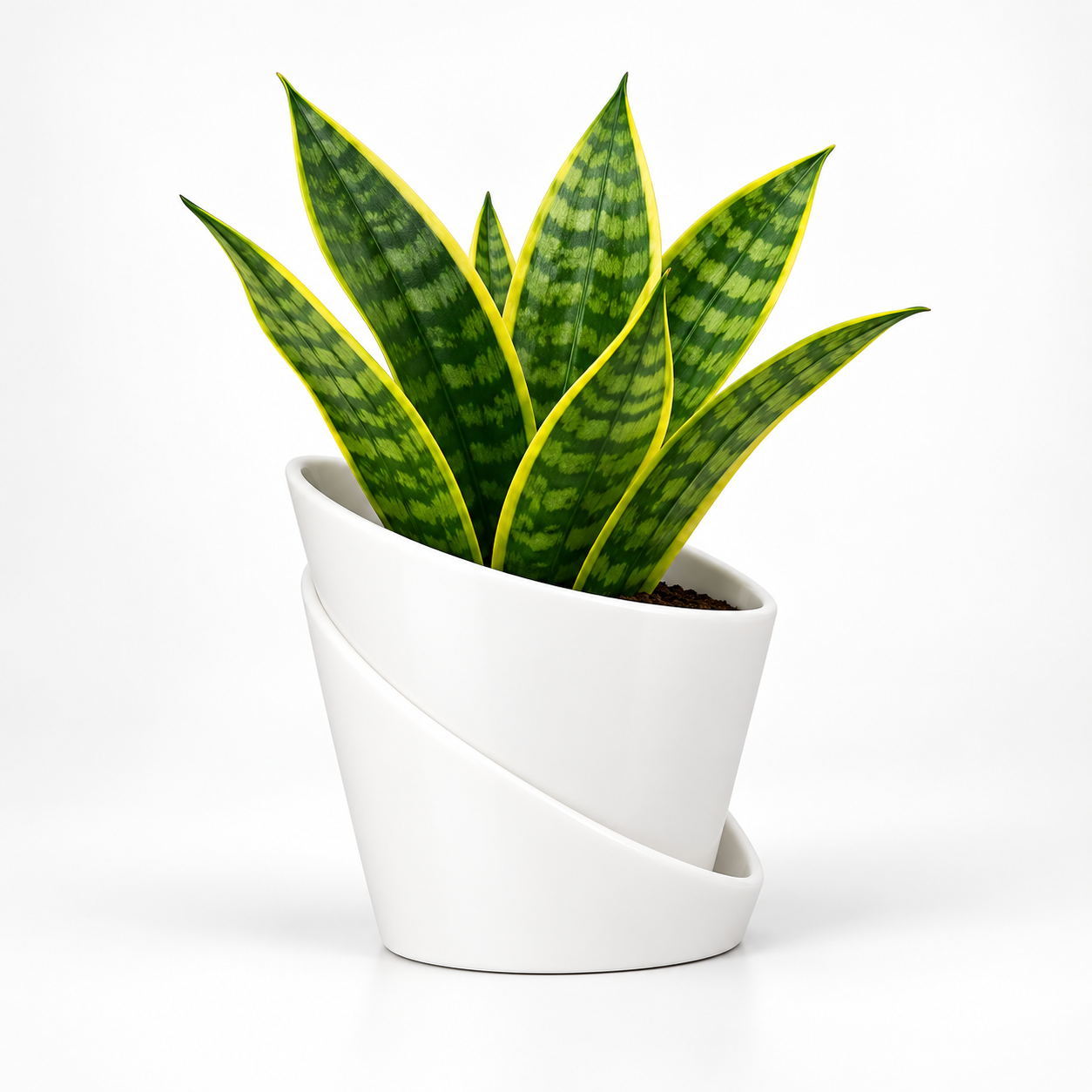 Self Watering Pot With Green Snake Plant-White
