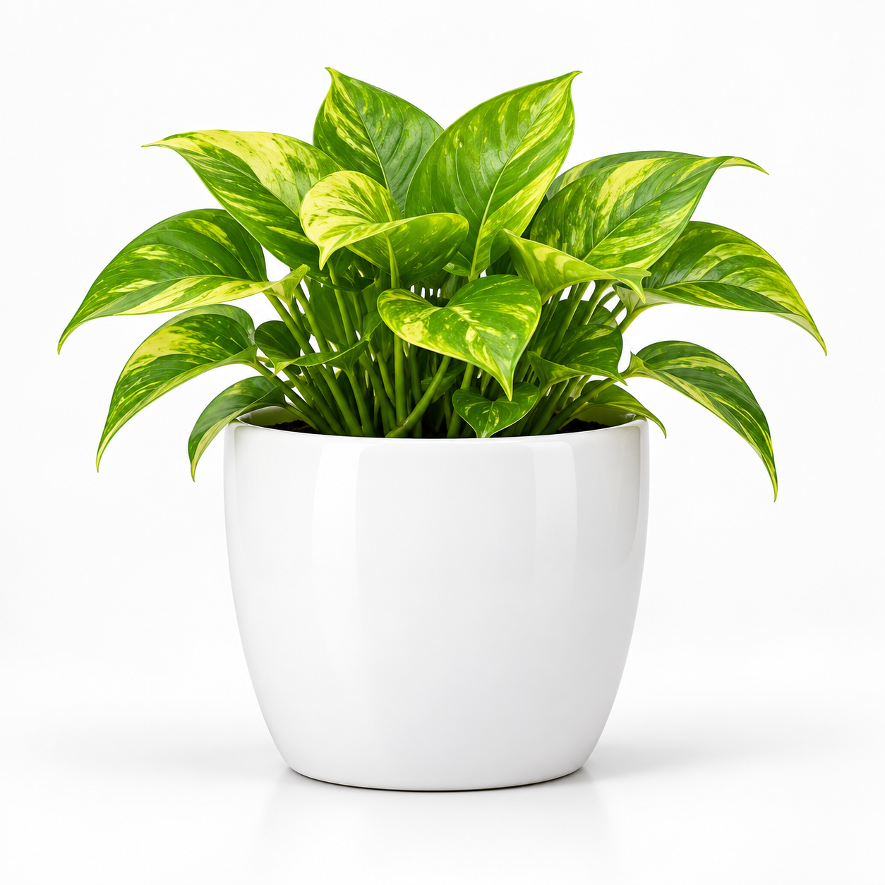 Classy Square Pot With Green / Golden Oxycardium-White