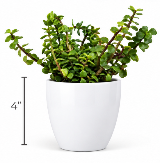 Classy Round Pot with Jade Plant- White