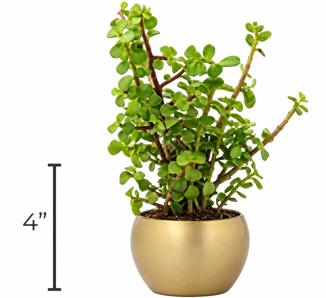Metal Pot With Stand With Jade Plant
