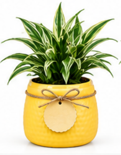 Designer Round Pot With Peace Lily-Yellow