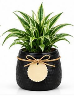 Designer Round Pot With Peace Lily-Black