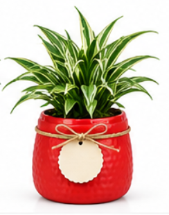 Designer Round Pot With Peace Lily-Red