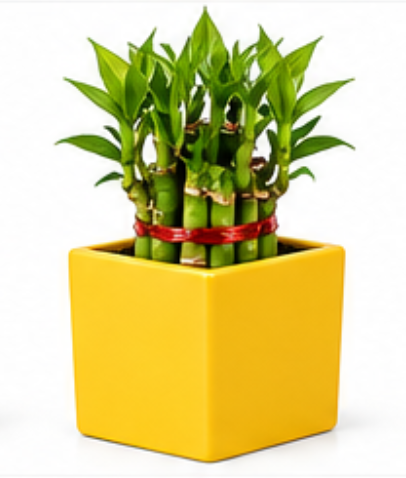 Square Ceramic Pot With 2 Layer Lucky Bamboo-Yellow