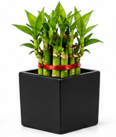 Square Ceramic Pot With 2 Layer Lucky Bamboo-Black