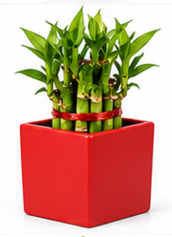 Square Ceramic Pot With 2 Layer Lucky Bamboo-Red